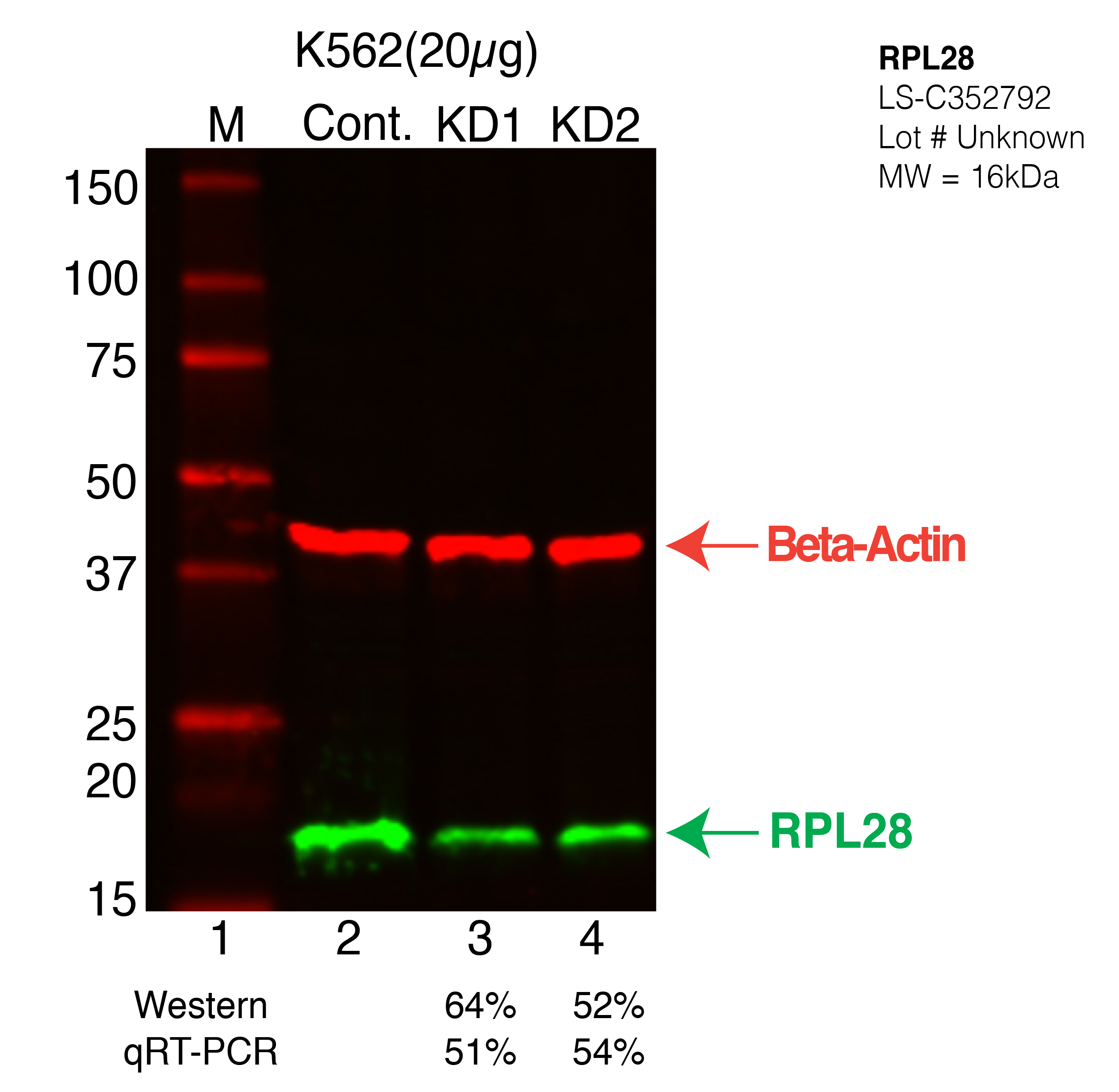 RPL28-K562-CRIPSR-LS-C352792.png<br>Caption: Western blot following CRISPR against RPL28 in K562 whole cell lysate using RPL28 specific antibody. Lane 1 is a ladder, lane 2 is K562 non-targeting control knockdown, lane 3 and 4 are two different CRISPR against RPL28. RPL28 protein appears as the green arrow, Beta-actin serves as a control and appears in red arrow.