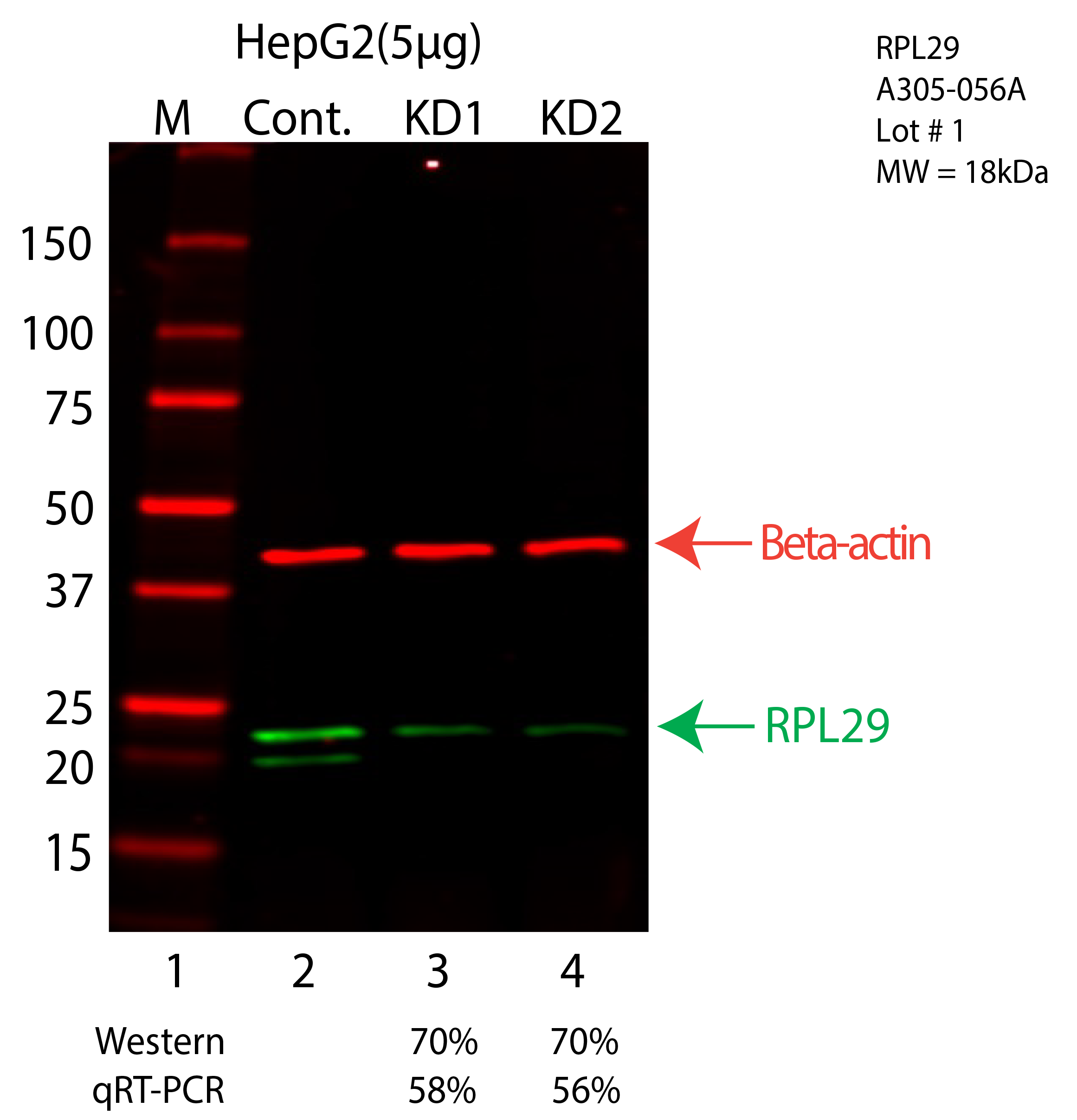 RPL29-HEPG2-CRISPR-A305-056A.png<br>Caption: Western blot following CRISPR against RPL29 in HepG2 whole cell lysate using RPL29 specific antibody. Lane 1 is a ladder, lane 2 is HepG2 non-targeting control knockdown, lane 3 and 4 are two different CRISPR against RPL29. RPL29 protein appears as the green arrow, Beta-actin serves as a control and appears in red arrow.