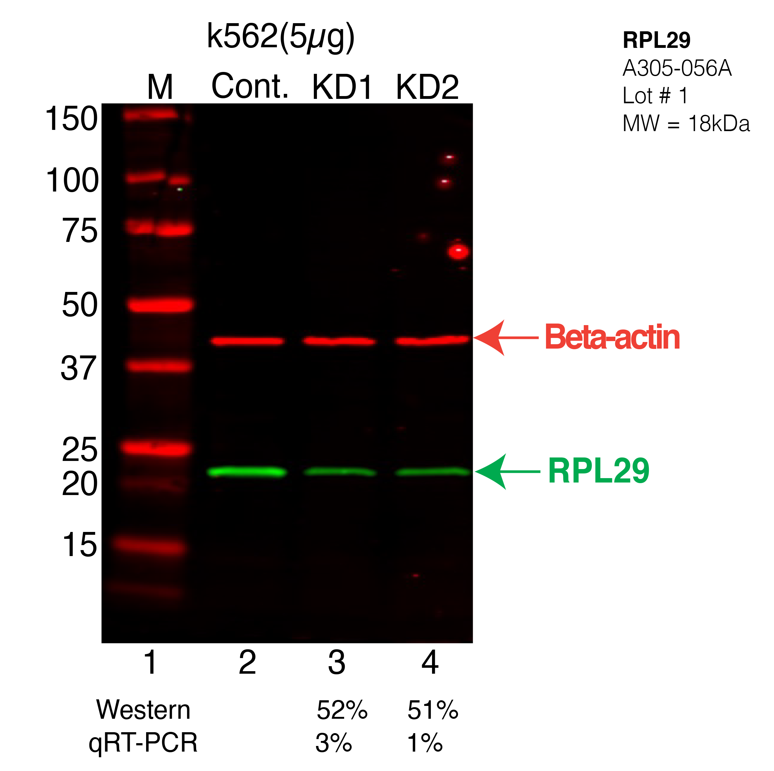 RPL29-K562-CRISPR-A305-056A.png<br>Caption: Western blot following CRISPR against RPL29 in K562 whole cell lysate using RPL29 specific antibody. Lane 1 is a ladder, lane 2 is K562 non-targeting control knockdown, lane 3 and 4 are two different CRISPR against RPL29. RPL29 protein appears as the green arrow, Beta-actin serves as a control and appears in red arrow.