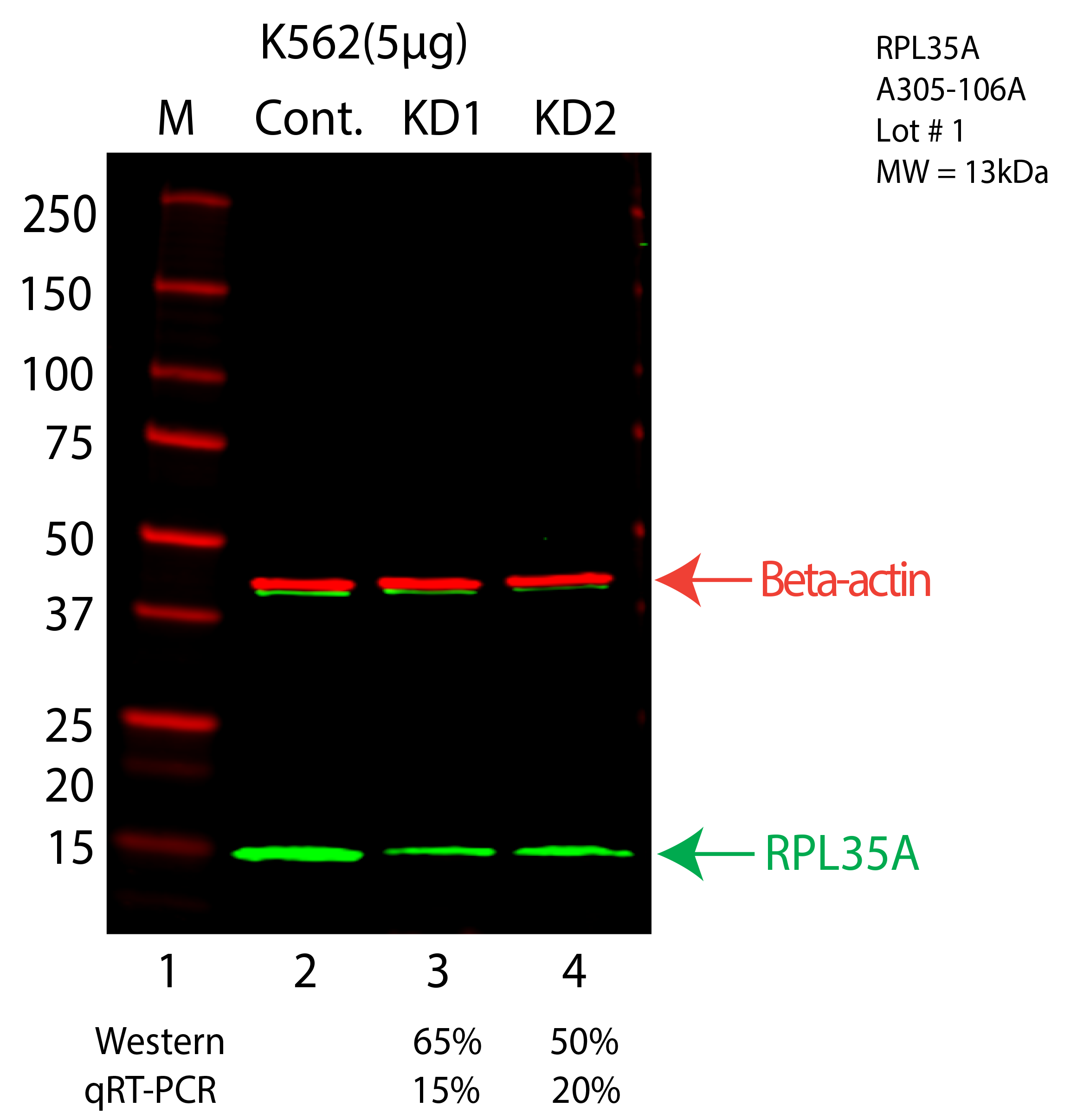 RPL35A-K562-CRISPR-A305-106A.png<br>Caption: Western blot following CRISPR against RPL35A in K562 whole cell lysate using RPL35A specific antibody. Lane 1 is a ladder, lane 2 is K562 non-targeting control knockdown, lane 3 and 4 are two different CRISPR against RPL35A. RPL35A protein appears as the green arrow, Beta-actin serves as a control and appears in red arrow.