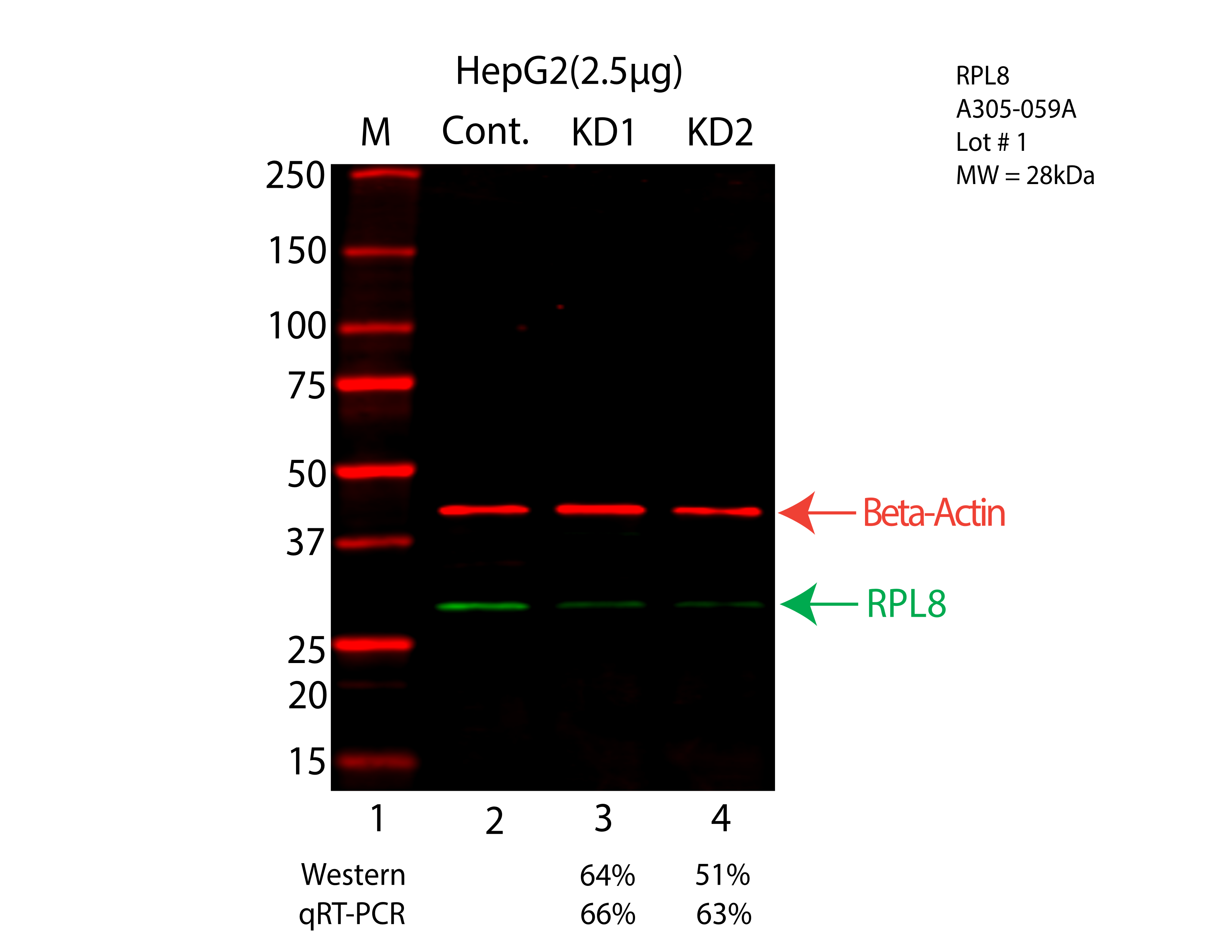 RPL8-HEPG2-CRISPR-A305-059A-LICOR.png<br>Caption: Western blot following CRISPR against RPL8 in HepG2 whole cell lysate using RPL8 specific antibody. Lane 1 is a ladder, lane 2 is HepG2 non-targeting control knockdown, lane 3 and 4 are two different CRISPR against RPL8. RPL8 protein appears as the green arrow, Beta-actin serves as a control and appears in red arrow.