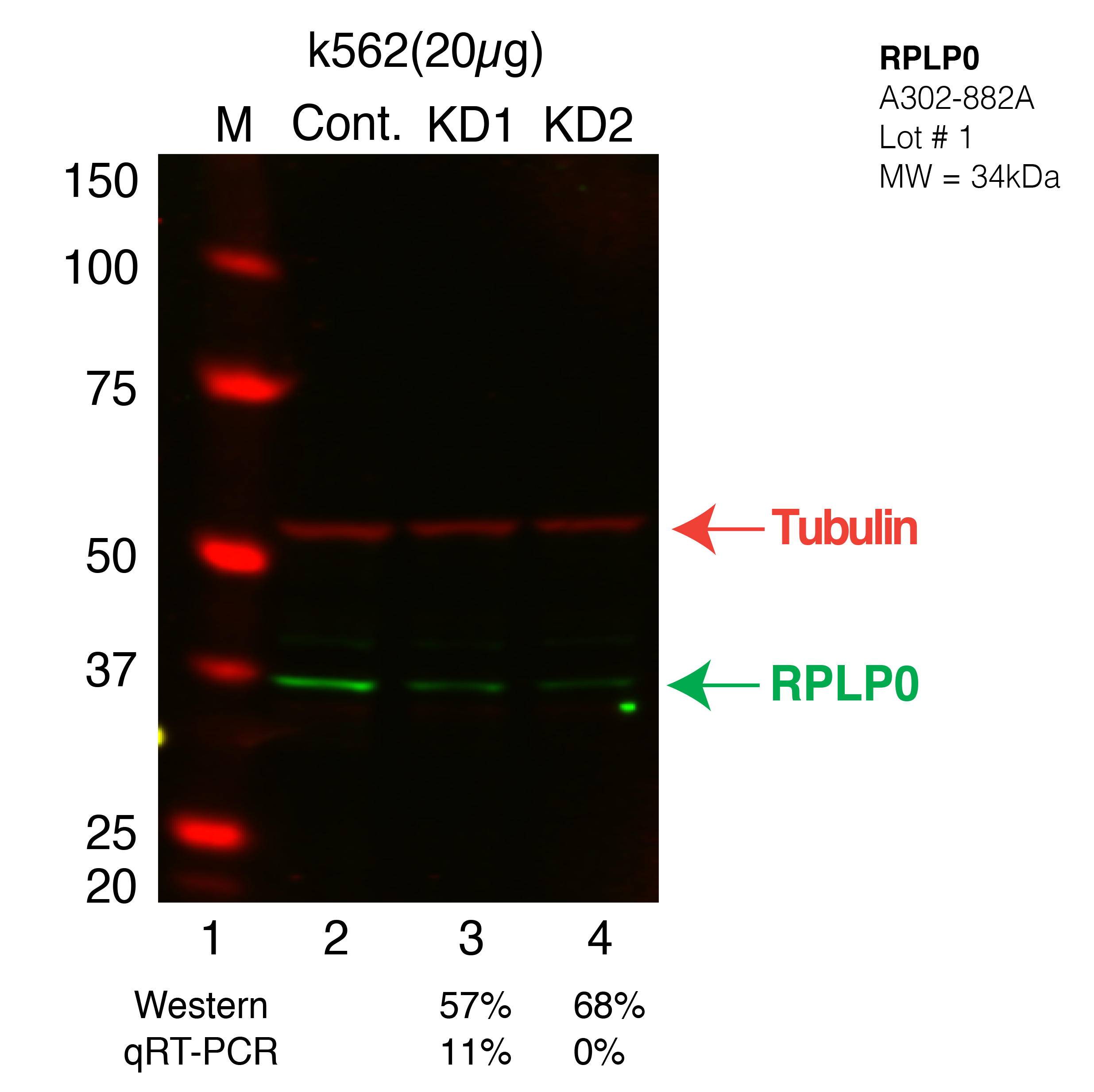 RPLP0-K562-CRISPR.png<br>Caption: Western blot following CRISPR against RPLP0 in K562 whole cell lysate using RPLP0 specific antibody. Lane 1 is a ladder, lane 2 is K562 non-targeting control knockdown, lane 3 and 4 are two different CRISPR against RPLP0.RPLP0 protein appears as the green band, Tubulin serves as a control and appears in red.