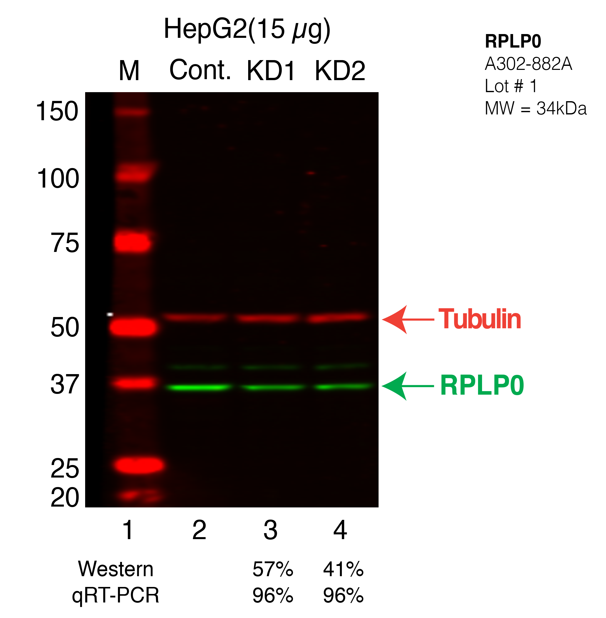 RPLP0-hepg2-CRISPR.png<br>Caption: Western blot following CRISPR against RPLP0 in HepG2 whole cell lysate using RPLP0 specific antibody. Lane 1 is a ladder, lane 2 is HepG2 non-targeting control knockdown, lane 3 and 4 are two different CRISPR against RPLP0. RPLP0 protein appears as the green band, Tubulin serves as a control and appears in red.