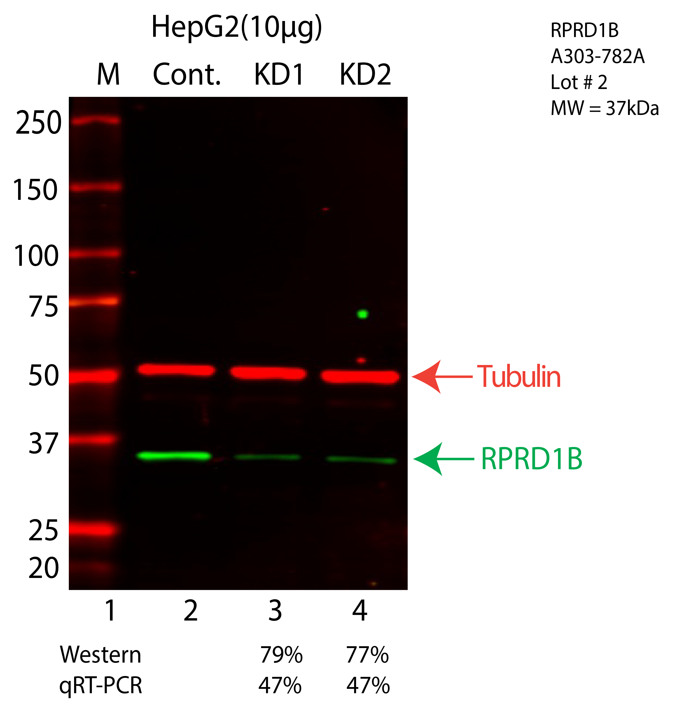 RPRD1B-HEPG2-CRISPR-A303-782A.png<br>Caption: Western blot following CRISPR against RPRD1B in HepG2 whole cell lysate using RPRD1B specific antibody. Lane 1 is a ladder, lane 2 is HepG2 non-targeting control knockdown, lane 3 and 4 are two different CRISPR against RPRD1B. RPRD1B protein appears as the green arrow, Tubulin serves as a control and appears in red arrow.