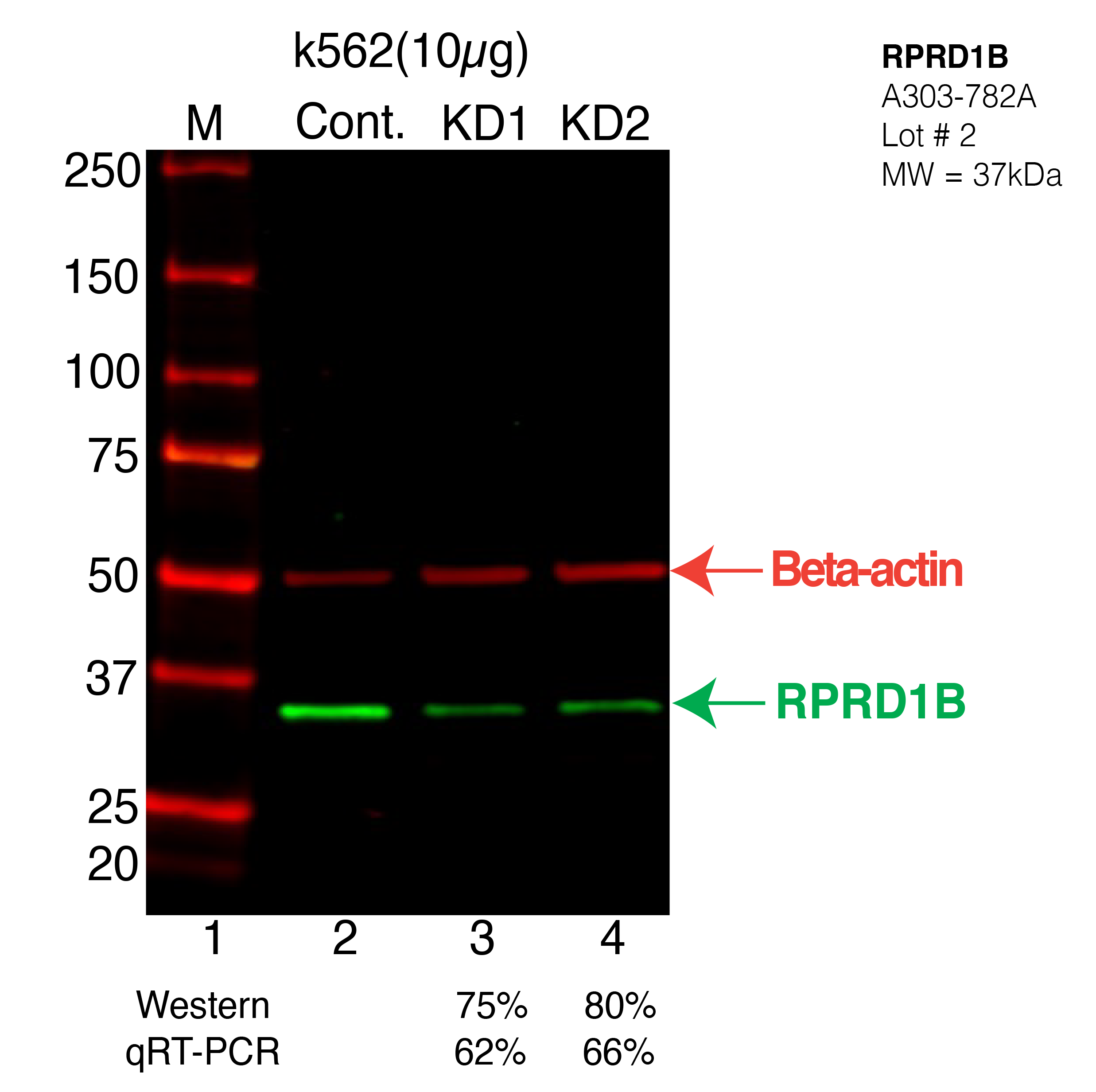 RPRD1B-K562-CRISPR-A303-782A.png<br>Caption: Western blot following CRISPR against RPRD1B in K562 whole cell lysate using RPRD1B specific antibody. Lane 1 is a ladder, lane 2 is K562 non-targeting control knockdown, lane 3 and 4 are two different CRISPR against RPRD1B. RPRD1B protein appears as the green arrow, Beta-actin serves as a control and appears in red arrow.