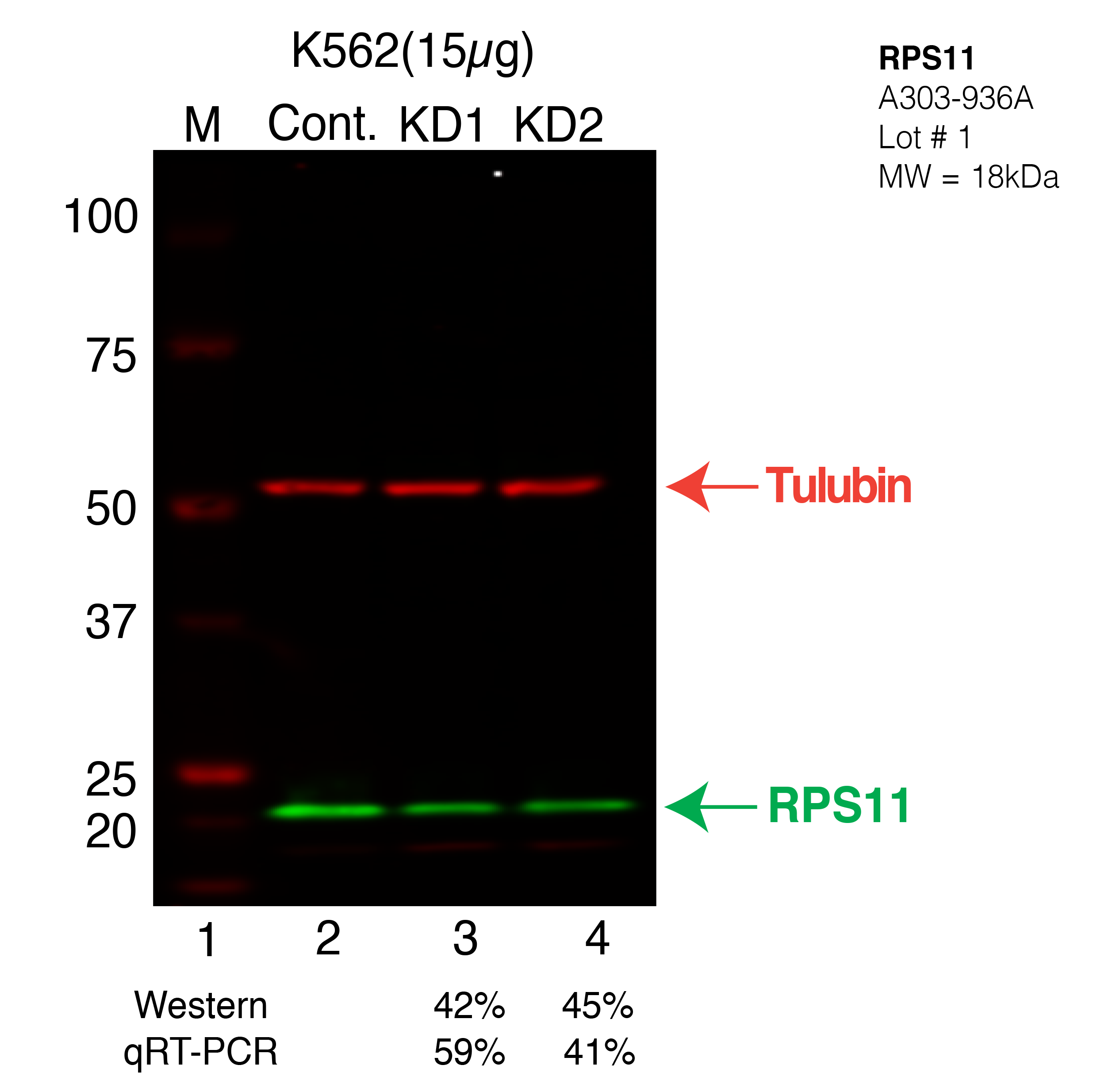 RPS11-K562-CRISPR.png<br>Caption: Western blot following CRISPR against RPS11 in K562 whole cell lysate using RPS11 specific antibody. Lane 1 is a ladder, lane 2 is K562 non-targeting control knockdown, lane 3 and 4 are two different CRISPR against RPS11. RPS11 protein appears as the green arrow, Tubulin serves as a control and appears in red arrow.