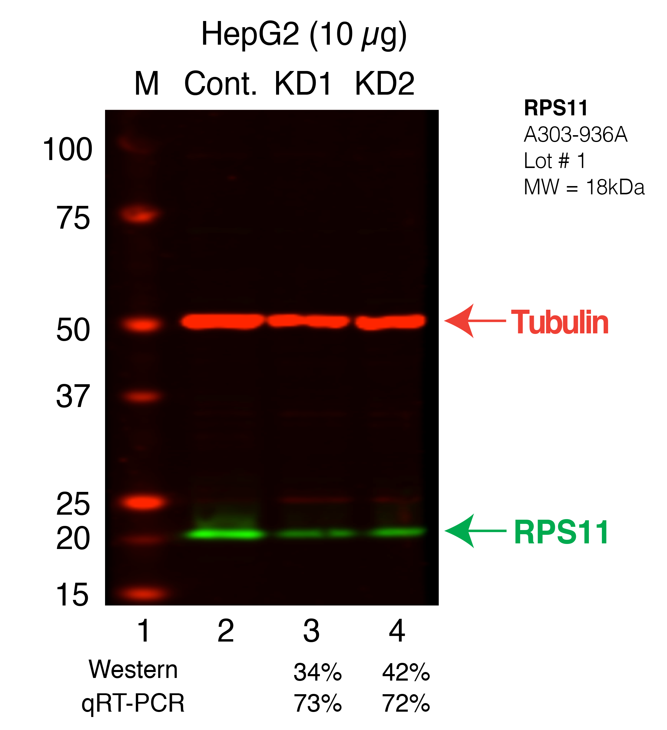 RPS11_Secondary_Western.png<br>Caption: Western blot following shRNA against RPS11 in HepG2 whole cell lysate using RPS11 specific antibody. Lane 1 is a ladder, lane 2 is HepG2 non-targeting control knockdown, lane 3 and 4 are two different shRNAs against RPS11. RPS11 protein appears as the green band, Tubulin serves as a control and appears in red.