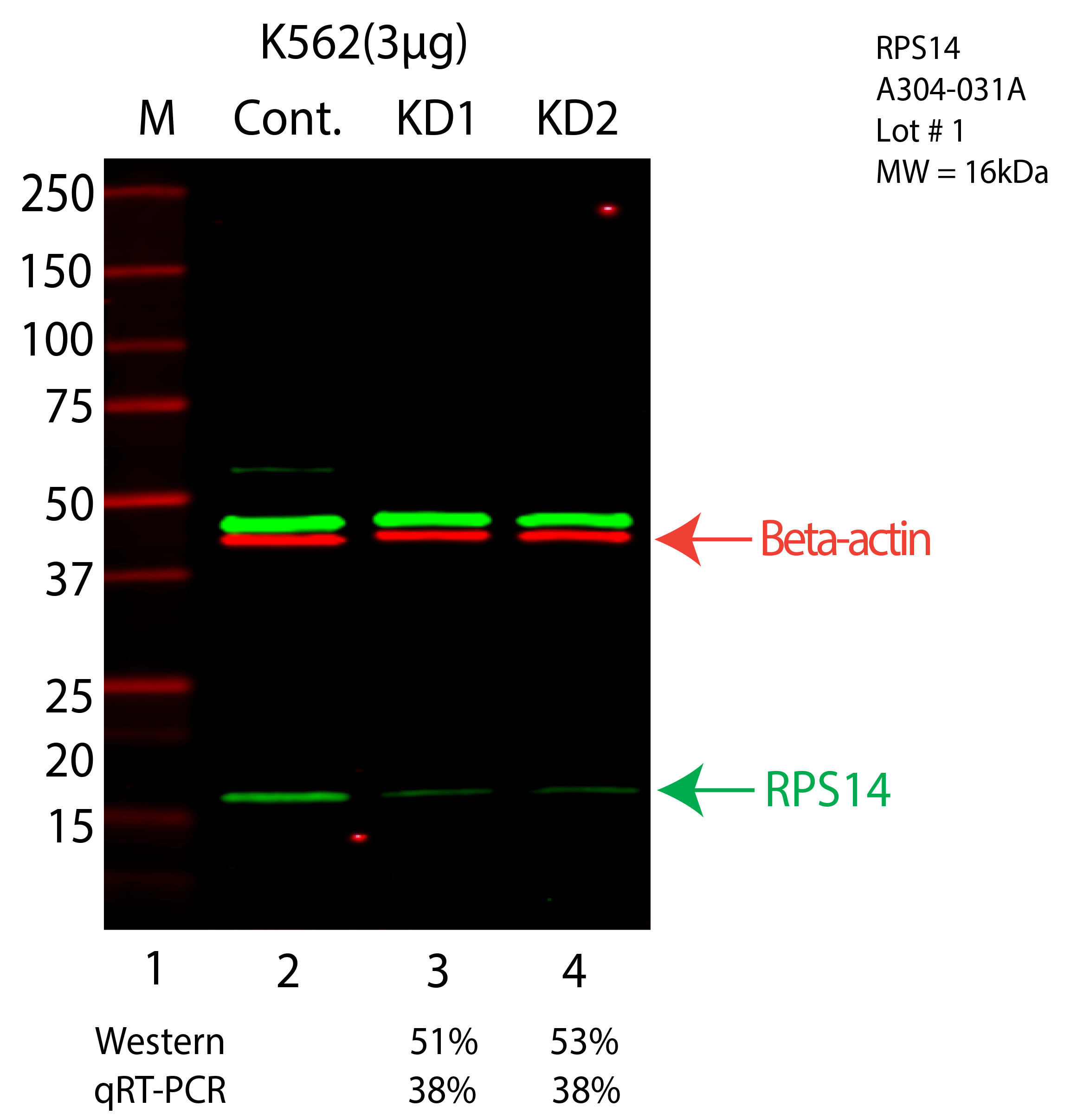 RPS14-K562-CRISPR-A304-031A.png<br>Caption: Western blot following CRISPR against RPS14 in K562 whole cell lysate using RPS14 specific antibody. Lane 1 is a ladder, lane 2 is K562 non-targeting control knockdown, lane 3 and 4 are two different CRISPR against RPS14. RPS14 protein appears as the green arrow, Beta-actin serves as a control and appears in red arrow.