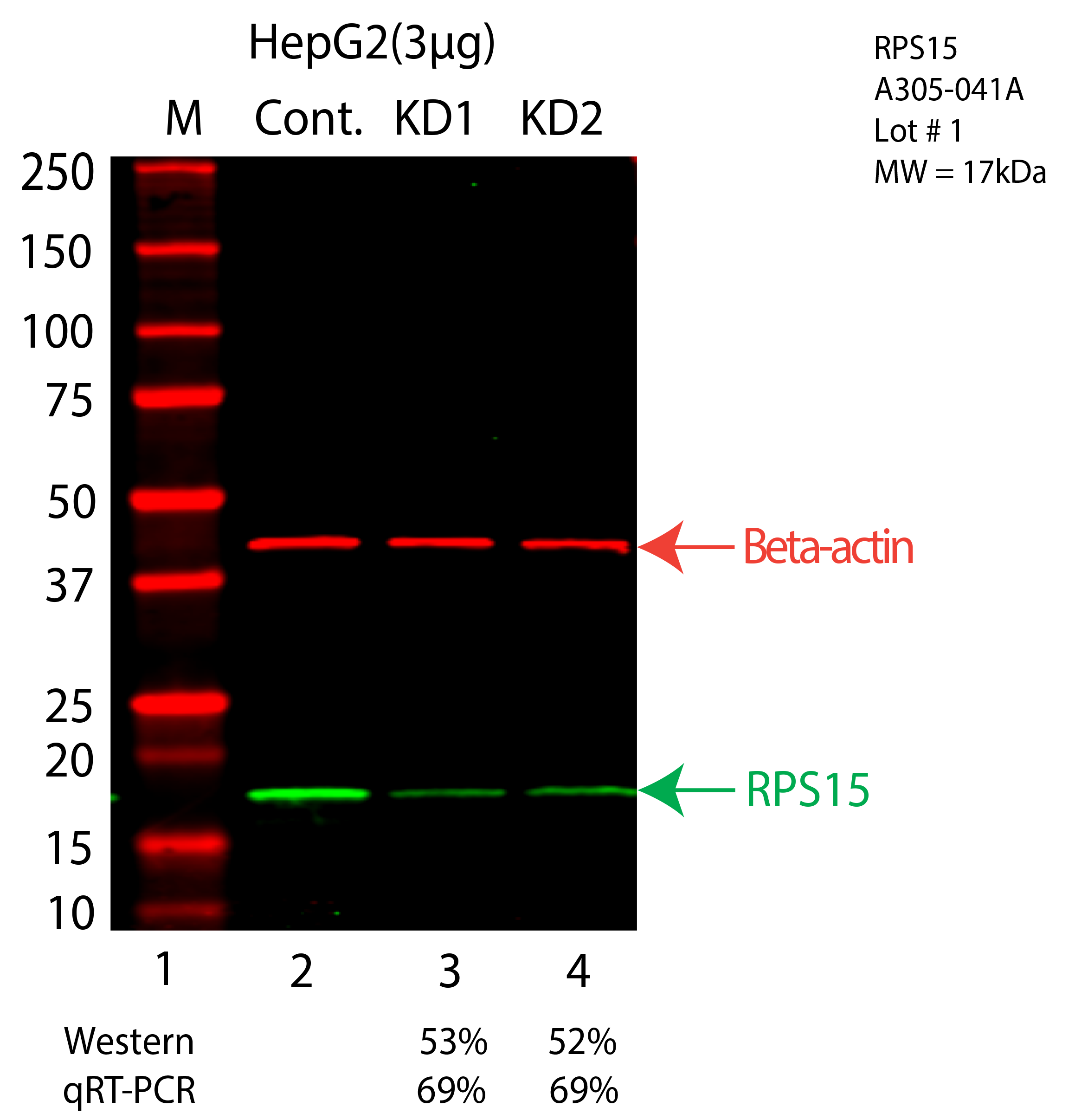 RPS15-HEPG2-CRISPR-A305-041A.png<br>Caption: Western blot following CRISPR against RPS15 in HepG2 whole cell lysate using RPS15 specific antibody. Lane 1 is a ladder, lane 2 is HepG2 non-targeting control knockdown, lane 3 and 4 are two different CRISPR against RPS15. RPS15 protein appears as the green arrow, Beta-actin serves as a control and appears in red arrow.