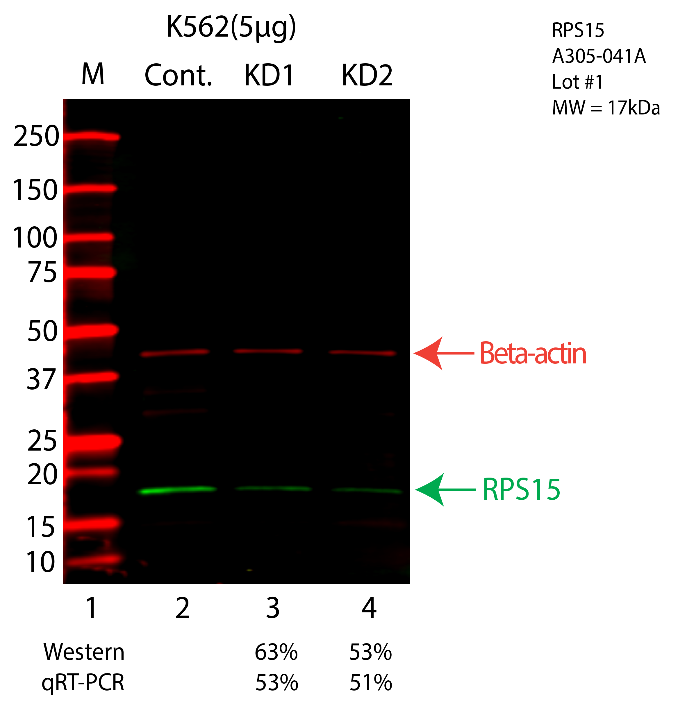 RPS15-K562-CRISPR-A305-041A.png<br>Caption: Western blot following CRISPR against RPS15 in K562 whole cell lysate using RPS15 specific antibody. Lane 1 is a ladder, lane 2 is K562 non-targeting control knockdown, lane 3 and 4 are two different CRISPR against RPS15. RPS15 protein appears as the green arrow, Beta-actin serves as a control and appears in red arrow.