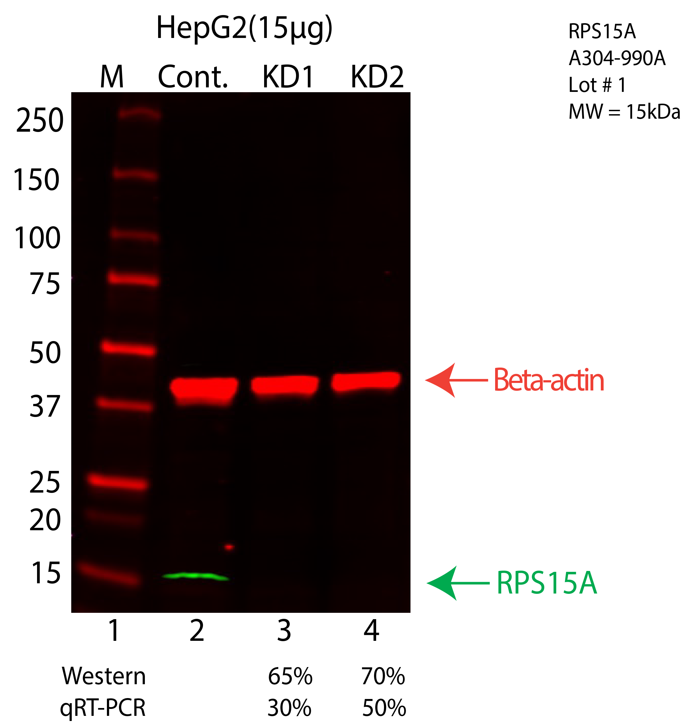 RPS15A-HEPG2-CRISPR-A304-990A.png<br>Caption: Western blot following CRISPR against RPS15A in HepG2 whole cell lysate using RPS15A specific antibody. Lane 1 is a ladder, lane 2 is HepG2 non-targeting control knockdown, lane 3 and 4 are two different CRISPR against RPS15A. RPS15A protein appears as the green arrow, Beta-actin serves as a control and appears in red arrow.