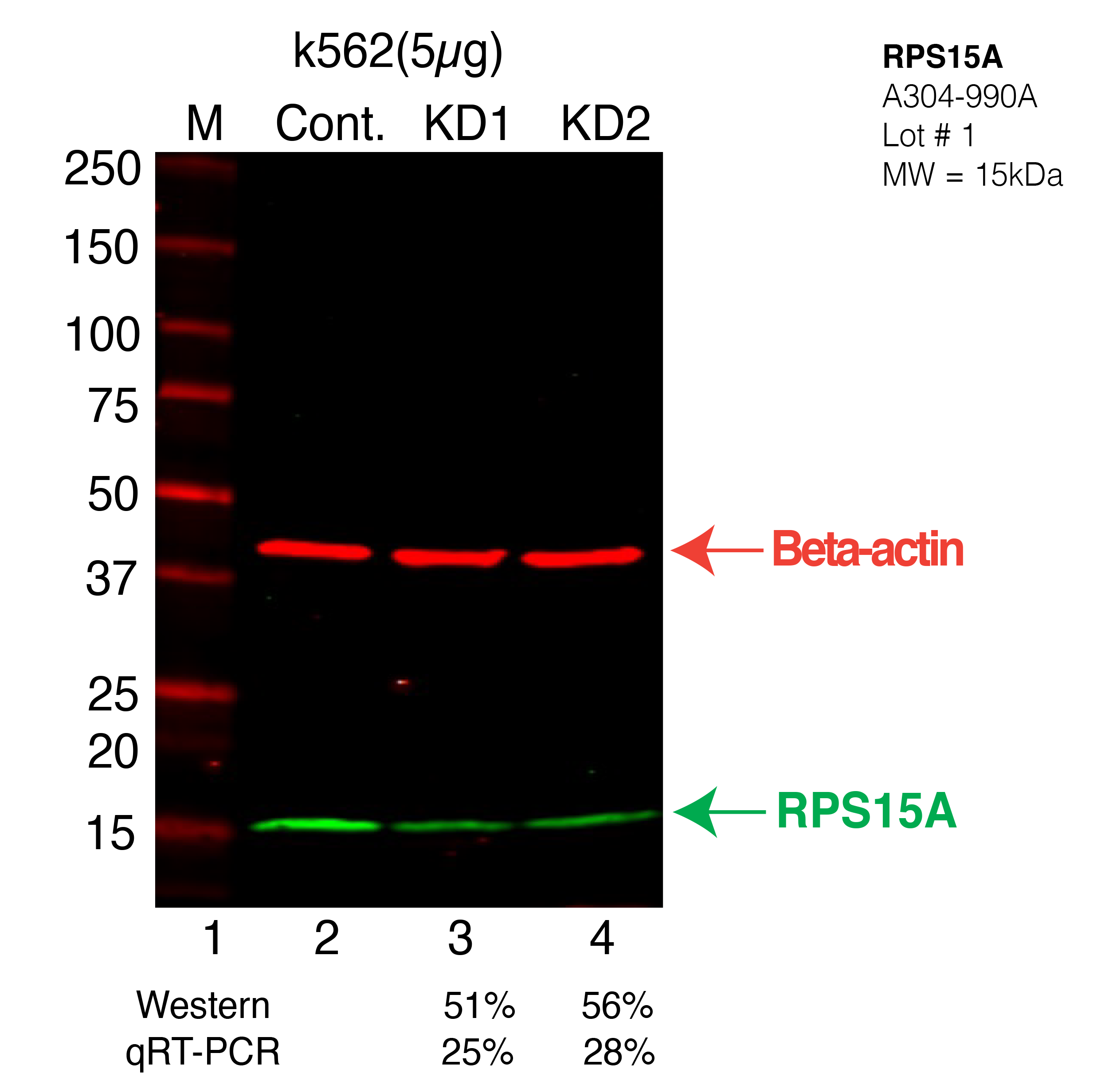 RPS15A-K562-CRISPR-A304-990A.png<br>Caption: Western blot following CRISPR against RPS15A in K562 whole cell lysate using RPS15A specific antibody. Lane 1 is a ladder, lane 2 is K562 non-targeting control knockdown, lane 3 and 4 are two different CRISPR against RPS15A. RPS15A protein appears as the green arrow, Beta-actin serves as a control and appears in red arrow.