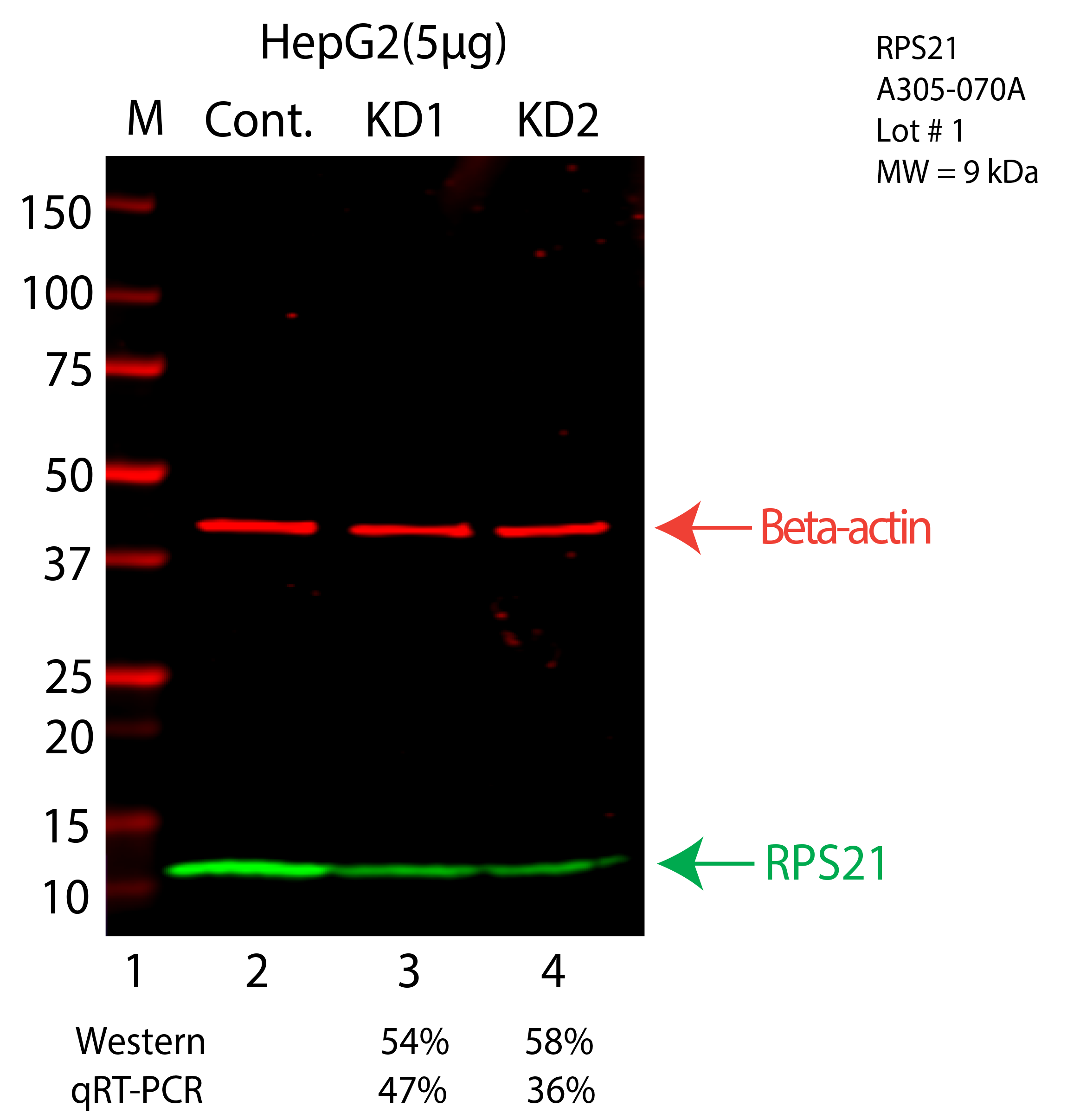 RPS21-HEPG2-CRISPR-A305-070A.png<br>Caption: Western blot following CRISPR against RPS21 in HepG2 whole cell lysate using RPS21 specific antibody. Lane 1 is a ladder, lane 2 is HepG2 non-targeting control knockdown, lane 3 and 4 are two different CRISPR against RPS21. RPS21 protein appears as the green arrow, Beta-actin serves as a control and appears in red arrow.