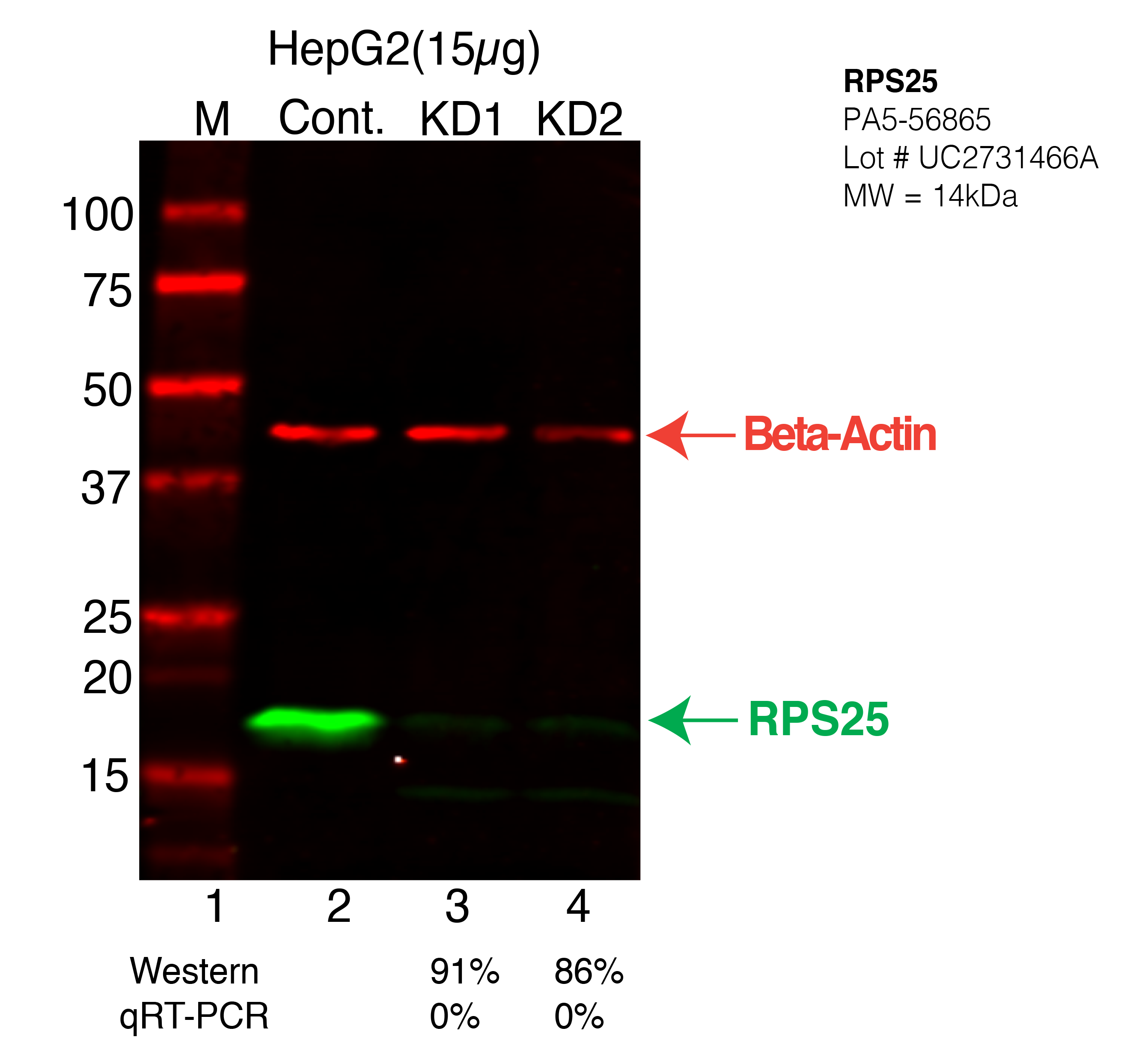 RPS25-HEPG2-CRISPR-PA5-56865.png<br>Caption: Western blot following CRISPR against RPS25 in HepG2 whole cell lysate using RPS25 specific antibody. Lane 1 is a ladder, lane 2 is HepG2 non-targeting control knockdown, lane 3 and 4 are two different CRISPR against RPS25. RPS25 protein appears as the green arrow, Beta-actin serves as a control and appears in red arrow.