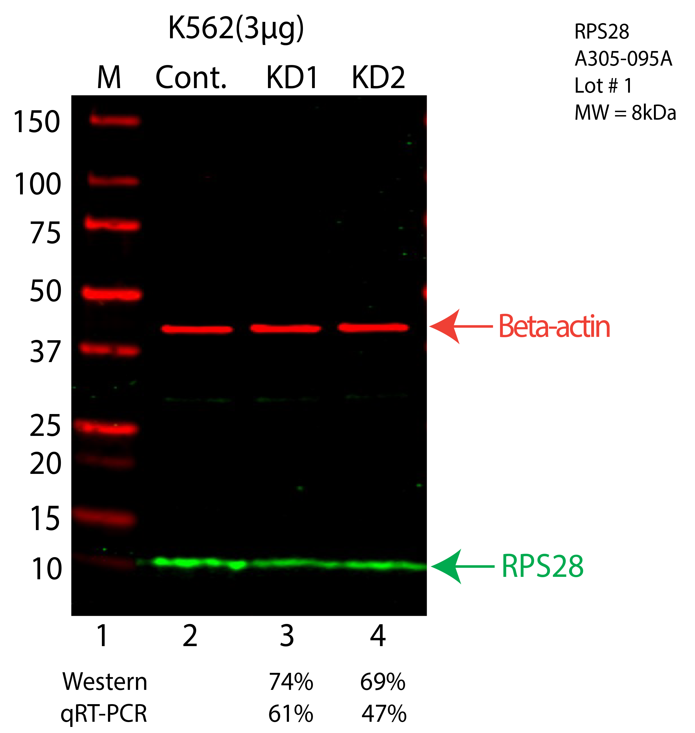 RPS28-K562-CRISPR-A305-095A.png<br>Caption: Western blot following CRISPR against RPS28 in K562 whole cell lysate using RPS28 specific antibody. Lane 1 is a ladder, lane 2 is K562 non-targeting control knockdown, lane 3 and 4 are two different CRISPR against RPS28. RPS28 protein appears as the green arrow, Beta-actin serves as a control and appears in red arrow.