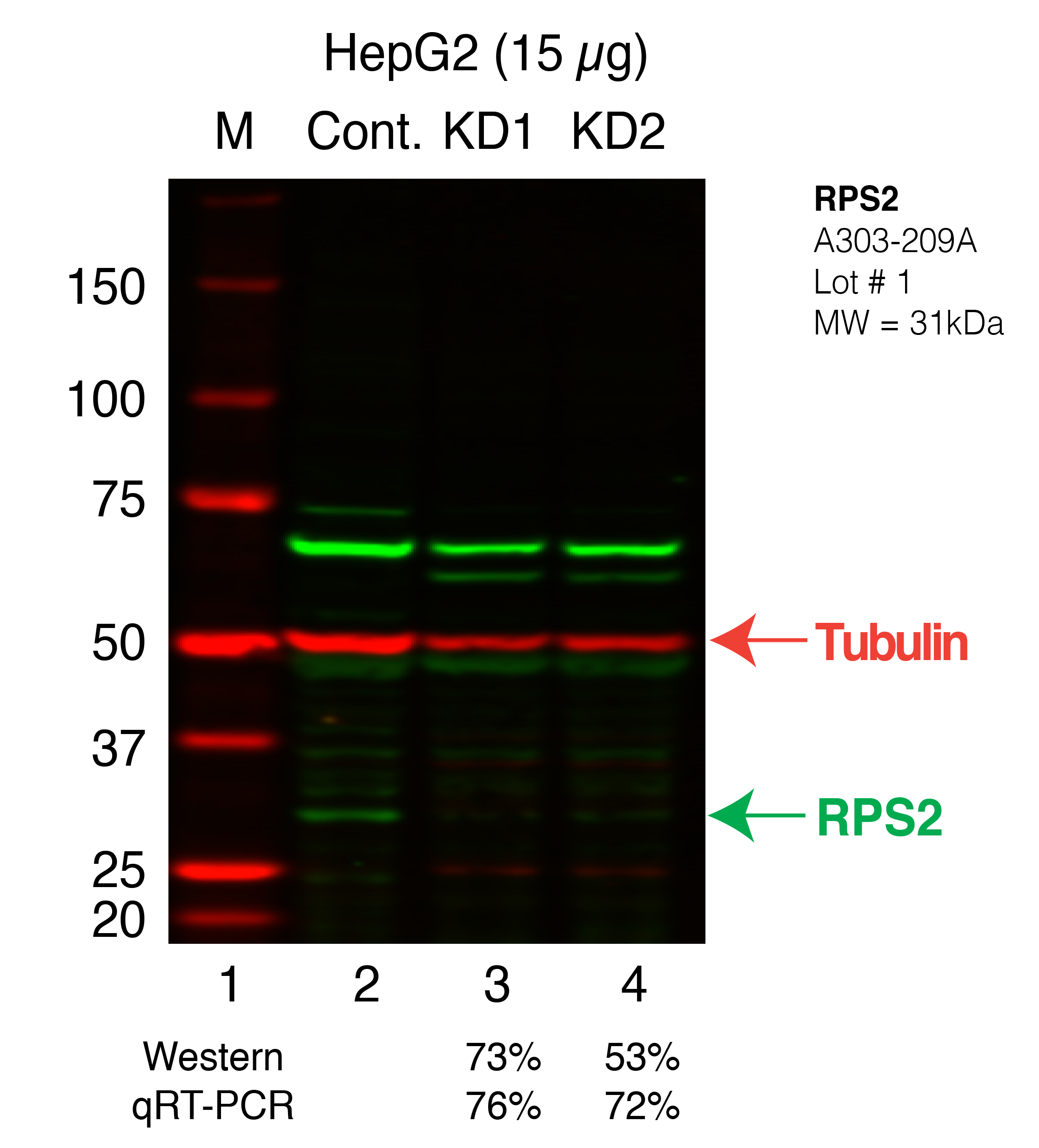 RPS2_Secondary_Western.png<br>Caption: Western blot following shRNA against SARNP in HepG2 whole cell lysate using SARNP specific antibody. Lane 1 is a ladder, lane 2 is HepG2 non-targeting control knockdown, lane 3 and 4 are two different shRNA against SARNP. SARNP protein appears as the green arrow, Tubulin serves as a control and appears in red arrow.