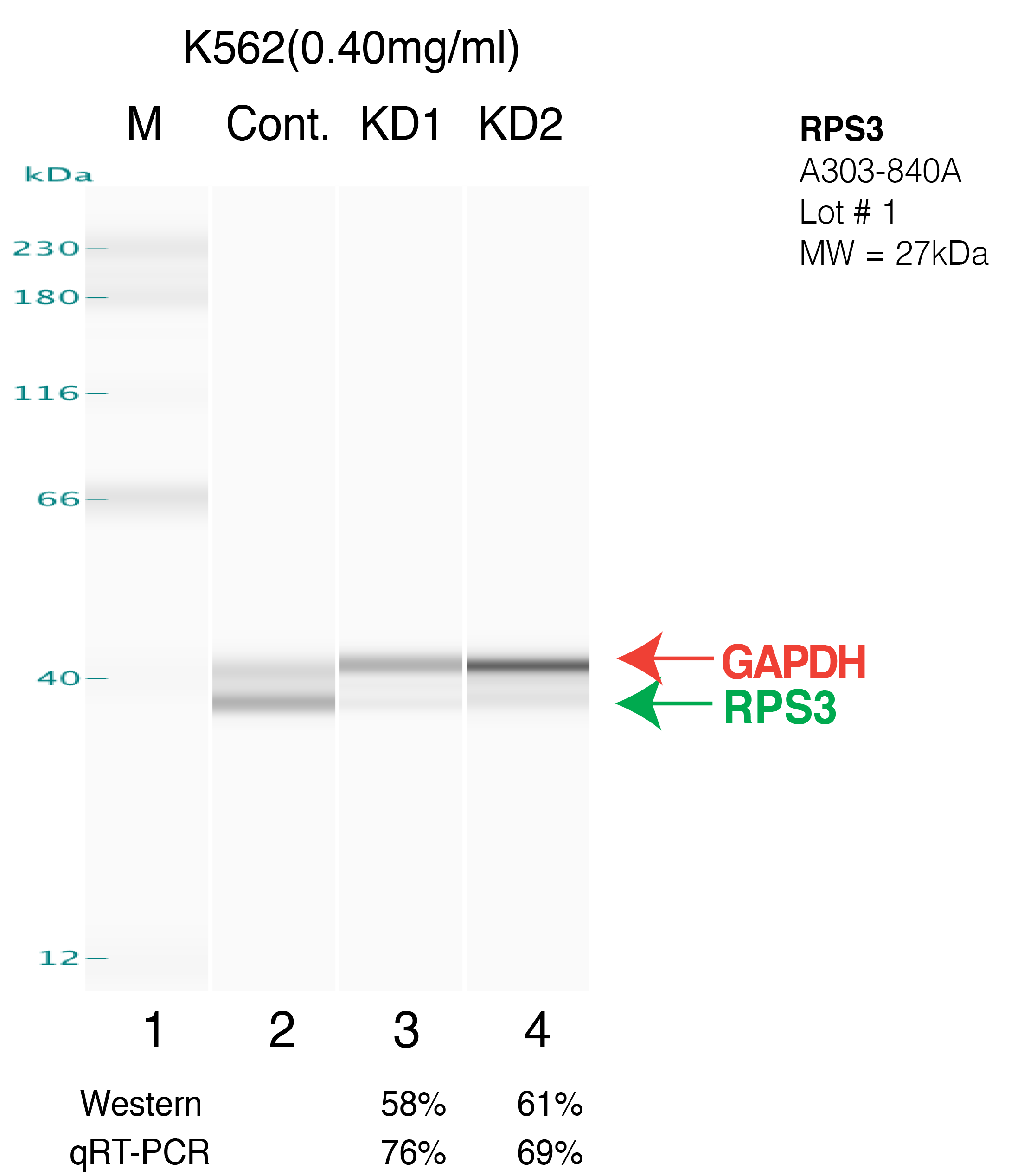 RPS3-K562-crispr.png<br>Caption: Western blot following CRISPR against RPS3 in K562 whole cell lysate using RPS3 specific antibody. Lane 1 is a ladder, lane 2 is k562 non-targeting control knockdown, lane 3 and 4 are two different CRISPR against RPS3. RPS3 protein appears as the green arrow, GAPDH serves as a control and appears in red arrow.