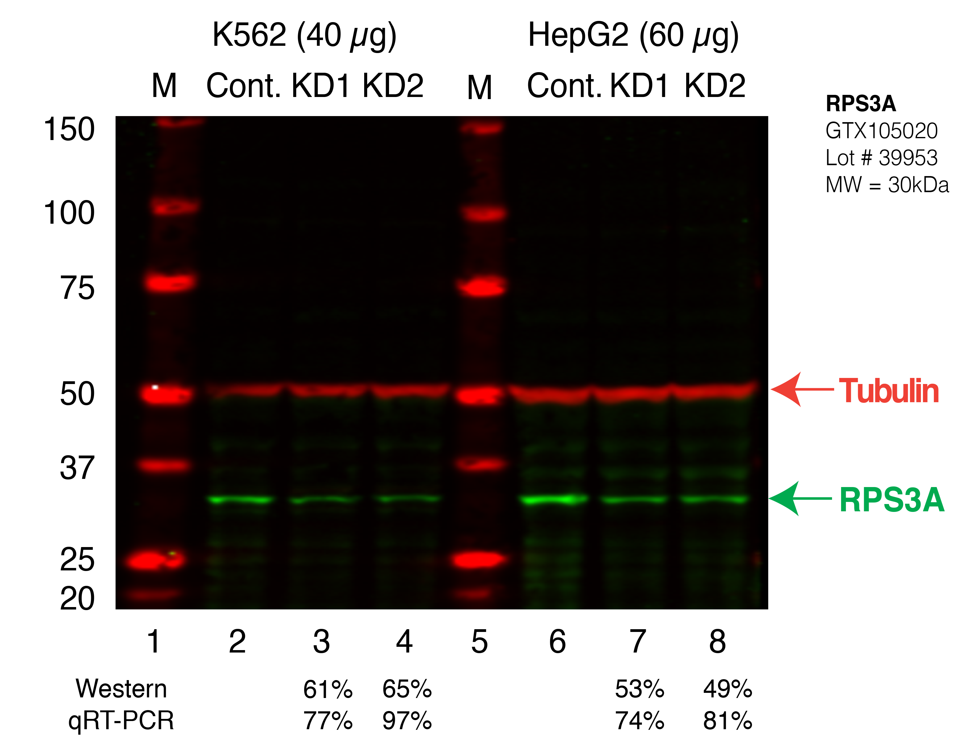 RPS3A_Secondary_Western.png<br>Caption: Western blot following shRNA against RPS3A in K562 and HepG2 whole cell lysate using RPS3A specific antibody. Lane 1 is a ladder, lane 2 is K562 non-targeting control knockdown, lane 3 and 4 are two different shRNAs against RPS3A. Lanes 5-8 follow the same pattern, but in HepG2. RPS3A protein appears as the green band, Tubulin serves as a control and appears in red.