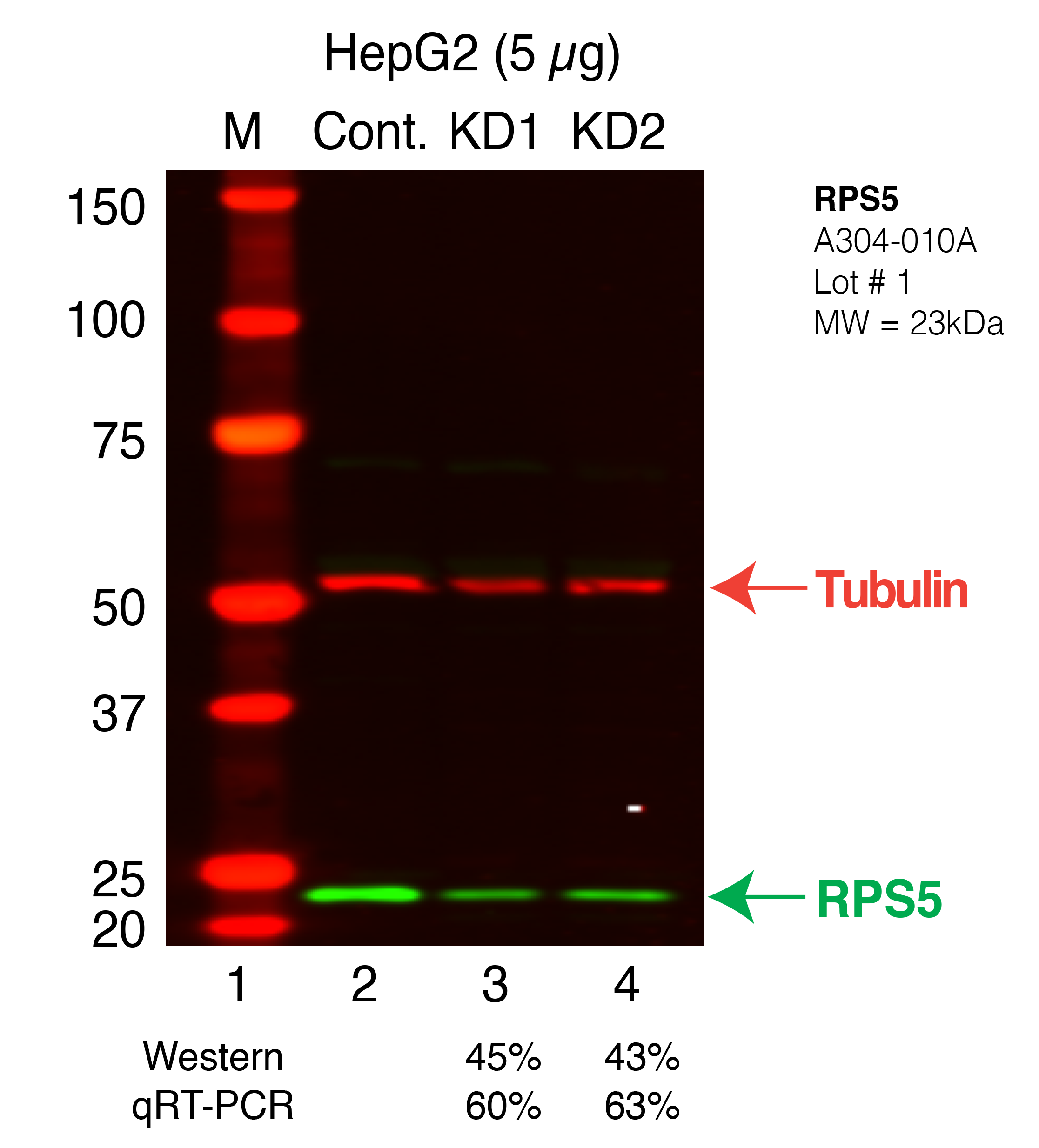 RPS5_Secondary_Western.png<br>Caption: Western blot following shRNA against RPS5 in HepG2 whole cell lysate using RPS5 specific antibody. Lane 1 is a ladder, lane 2 is HepG2 non-targeting control knockdown, lane 3 and 4 are two different shRNAs against RPS5. RPS5 protein appears as the green band, Tubulin serves as a control and appears in red.