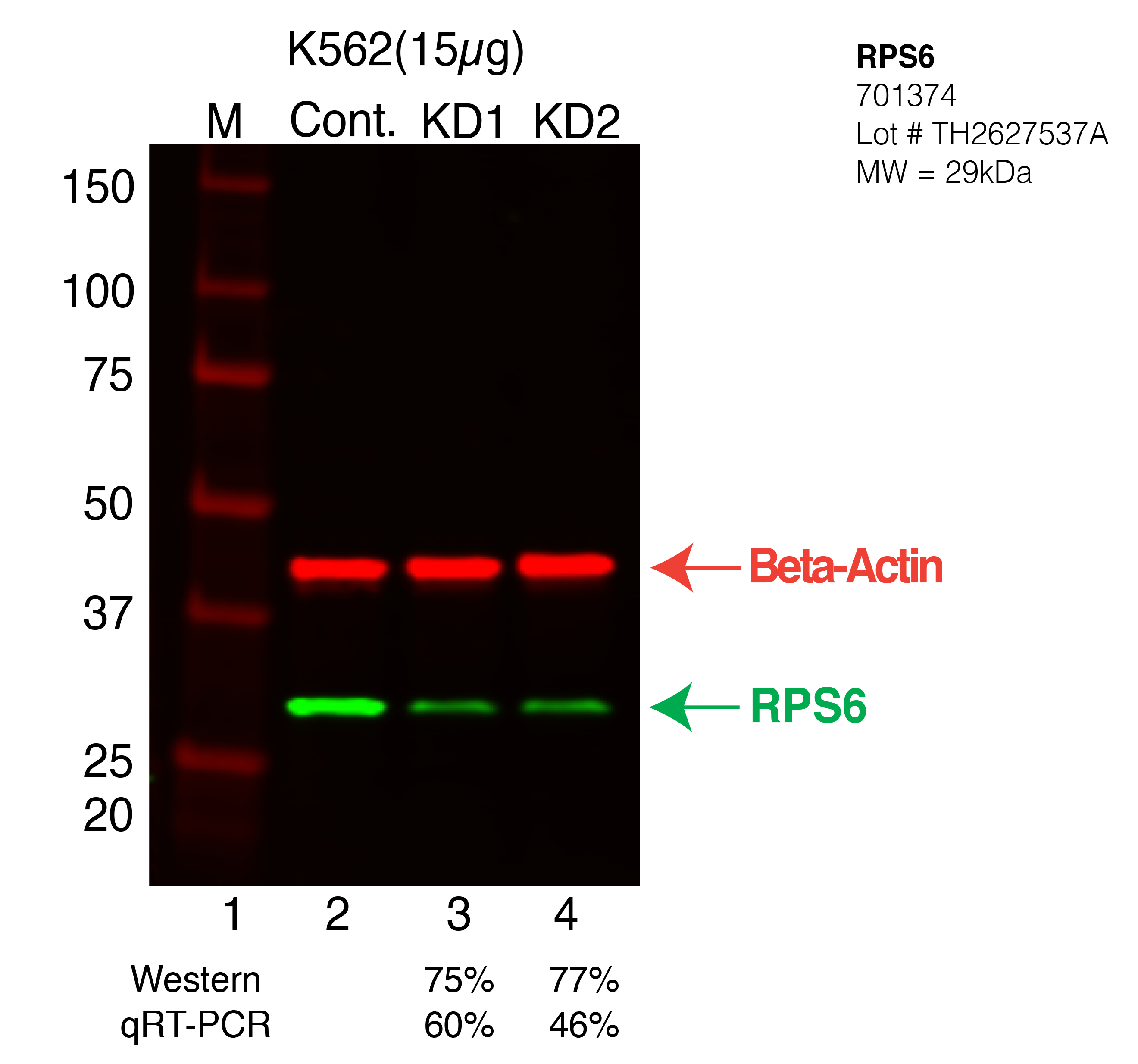 RPS6-K562-CRISPR-701374.png<br>Caption: Western blot following CRISPR against RPS6 in K562 whole cell lysate using RPS6 specific antibody. Lane 1 is a ladder, lane 2 is K562 non-targeting control knockdown, lane 3 and 4 are two different CRISPR against RPS6. RPS6 protein appears as the green arrow, Beta-actin serves as a control and appears in red arrow.