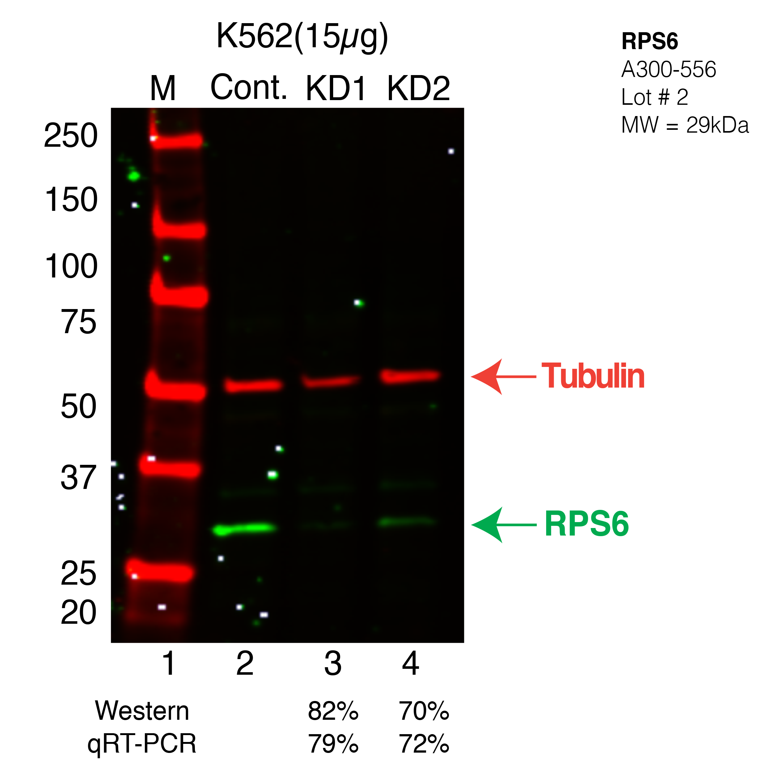 RPS6-K562-CRISPR-A300-556A.png<br>Caption: Western blot following CRISPR against RPS6 in K562 whole cell lysate using RPS6 specific antibody. Lane 1 is a ladder, lane 2 is K562 non-targeting control knockdown, lane 3 and 4 are two different CRISPR against RPS6. RPS6 protein appears as the green arrow, Tubulin serves as a control and appears in red arrow.