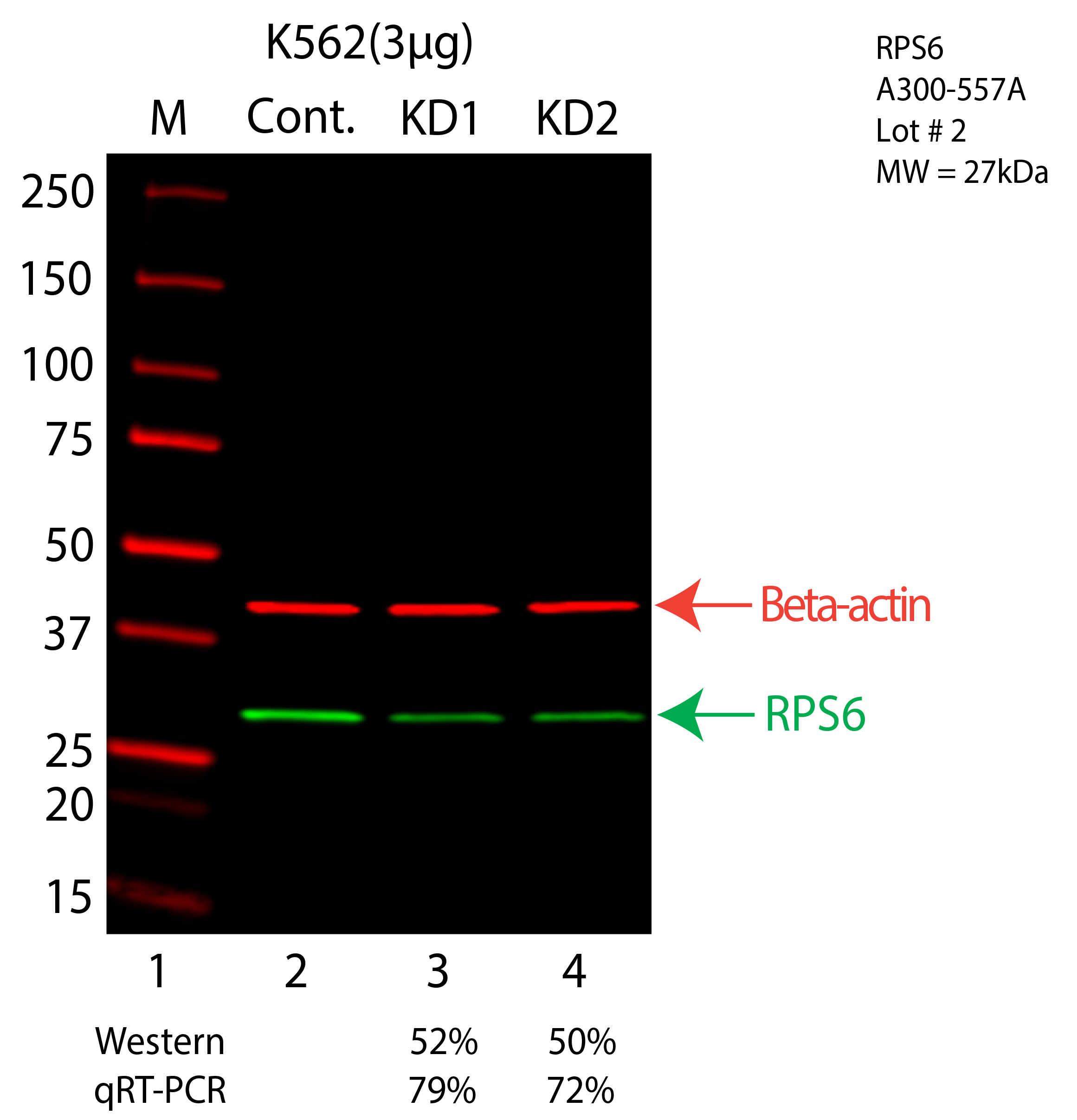 RPS6-K562-CRISPR-A300-557A.png<br>Caption: Western blot following CRISPR against RPS6 in K562 whole cell lysate using RPS6 specific antibody. Lane 1 is a ladder, lane 2 is K562 non-targeting control knockdown, lane 3 and 4 are two different CRISPR against RPS6. RPS6 protein appears as the green arrow, Beta-actin serves as a control and appears in red arrow.