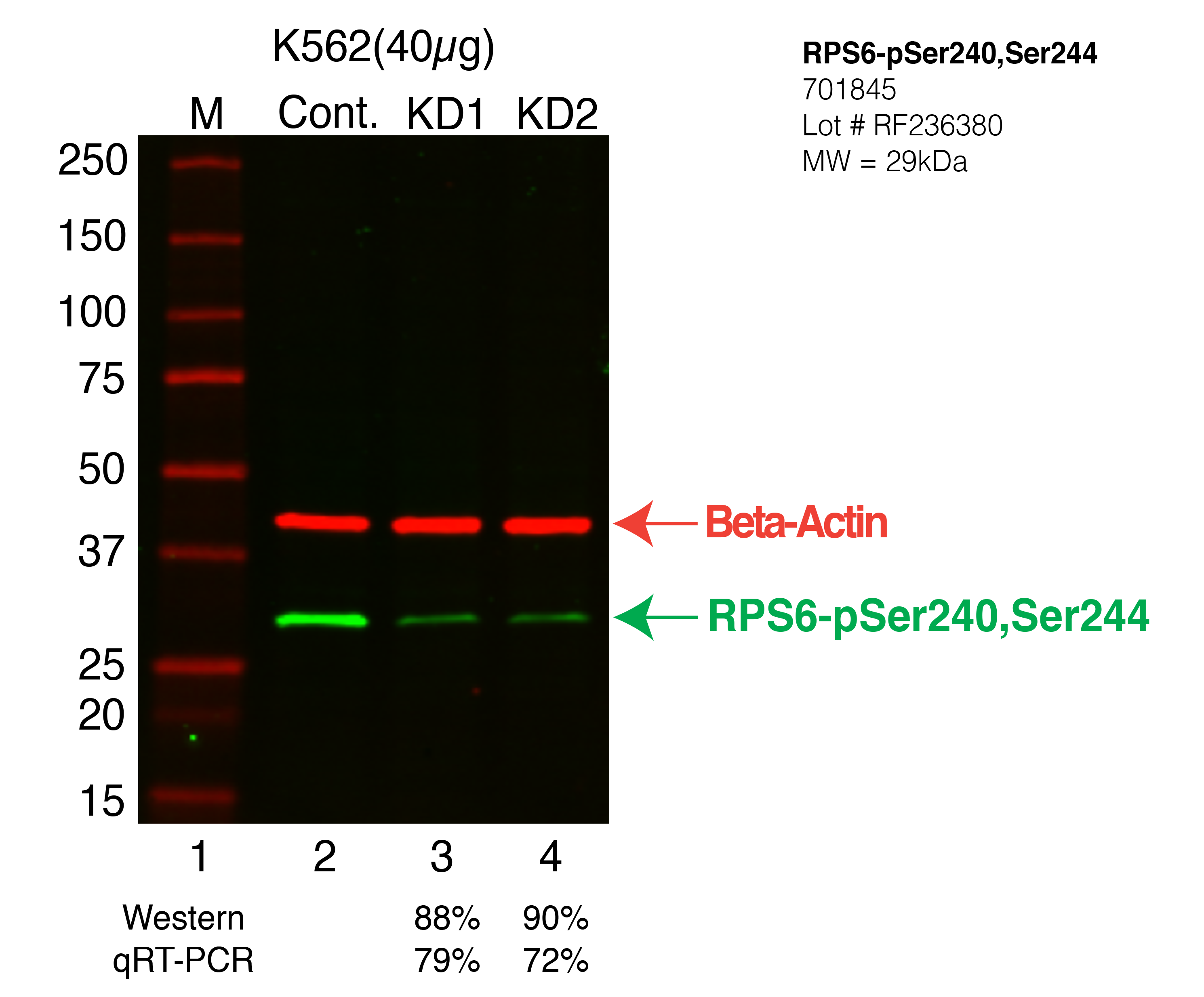 RPS6-pSer240pSer244-K562-CRISPR-701845.png<br>Caption: Western blot following CRISPR against RPS6-pSer240pSer244 in K562 whole cell lysate using RPS6-pSer240pSer244 specific antibody. Lane 1 is a ladder, lane 2 is K562 non-targeting control knockdown, lane 3 and 4 are two different CRISPR against RPS6-pSer240pSer244. RPS6-pSer240pSer244 protein appears as the green arrow, Beta-actin serves as a control and appears in red arrow.