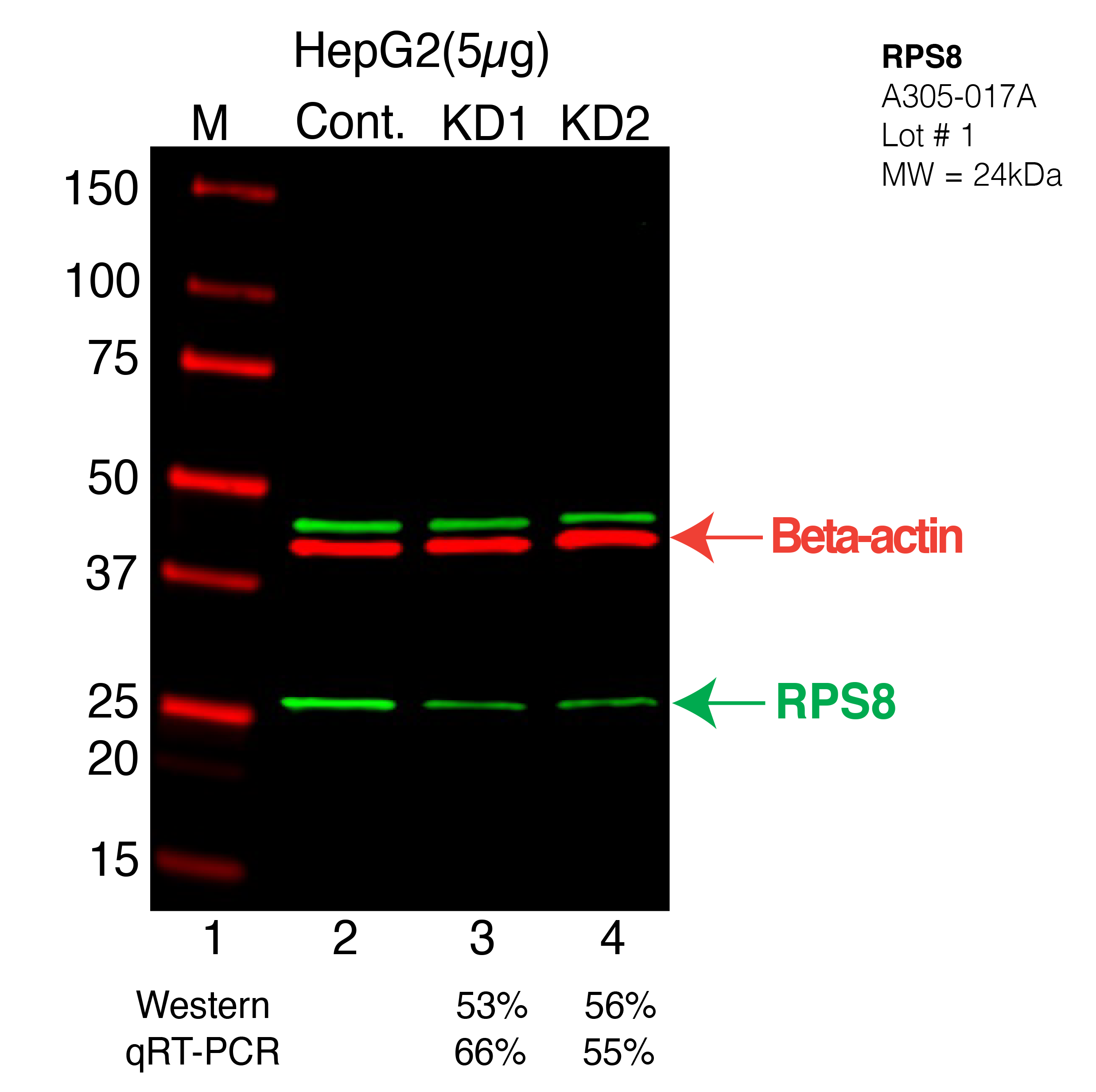 RPS8-HEPG2-CRISPR-A305-017A.png<br>Caption: Western blot following CRISPR against RPS8 in HepG2 whole cell lysate using RPS8 specific antibody. Lane 1 is a ladder, lane 2 is HepG2 non-targeting control knockdown, lane 3 and 4 are two different CRISPR against RPS8. RPS8 protein appears as the green arrow, Beta-actin serves as a control and appears in red arrow.