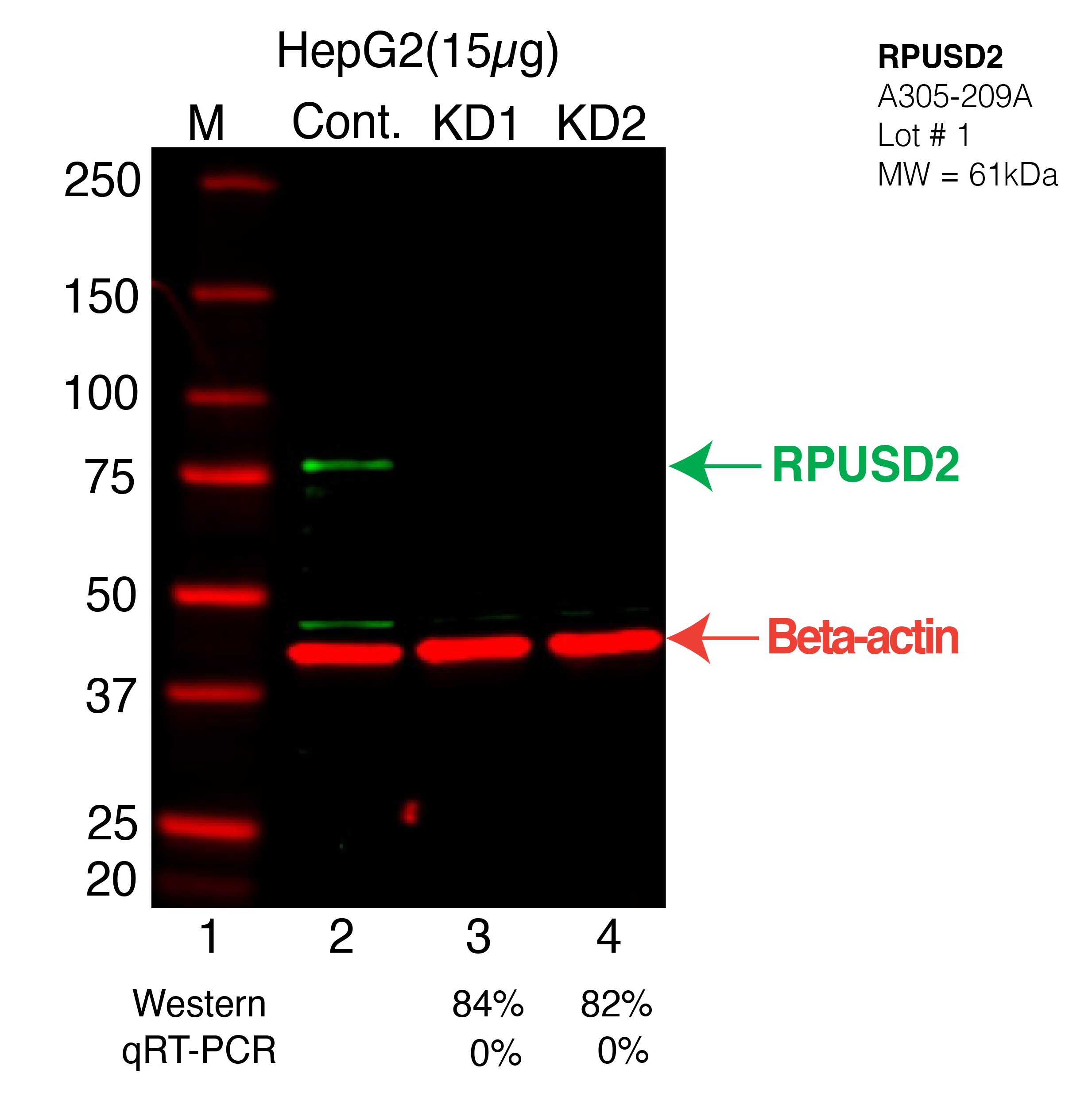 RPUSD2-HEPG2-CRISPR-A305-209A.png<br>Caption: Western blot following CRISPR against RPUSD2 in HepG2 whole cell lysate using RPUSD2 specific antibody. Lane 1 is a ladder, lane 2 is HepG2 non-targeting control knockdown, lane 3 and 4 are two different CRISPR against RPUSD2. RPUSD2 protein appears as the green arrow, Beta-actin serves as a control and appears in red arrow.