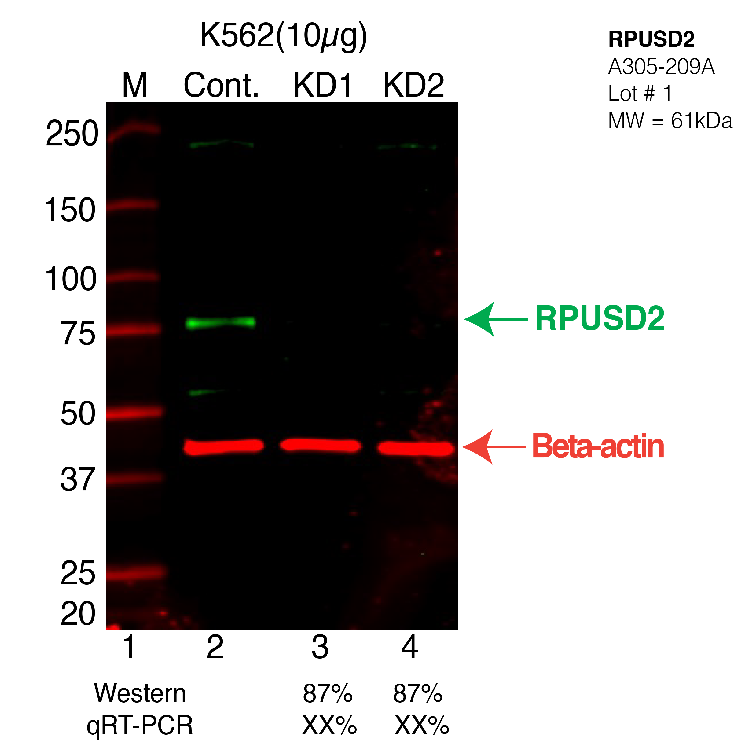 RPUSD2-K562-CRISPR-A305-209A.png<br>Caption: Western blot following CRISPR against RPUSD2 in K562 whole cell lysate using RPUSD2 specific antibody. Lane 1 is a ladder, lane 2 is K562 non-targeting control knockdown, lane 3 and 4 are two different CRISPR against RPUSD2. RPUSD2 protein appears as the green arrow, Beta-actin serves as a control and appears in red arrow.