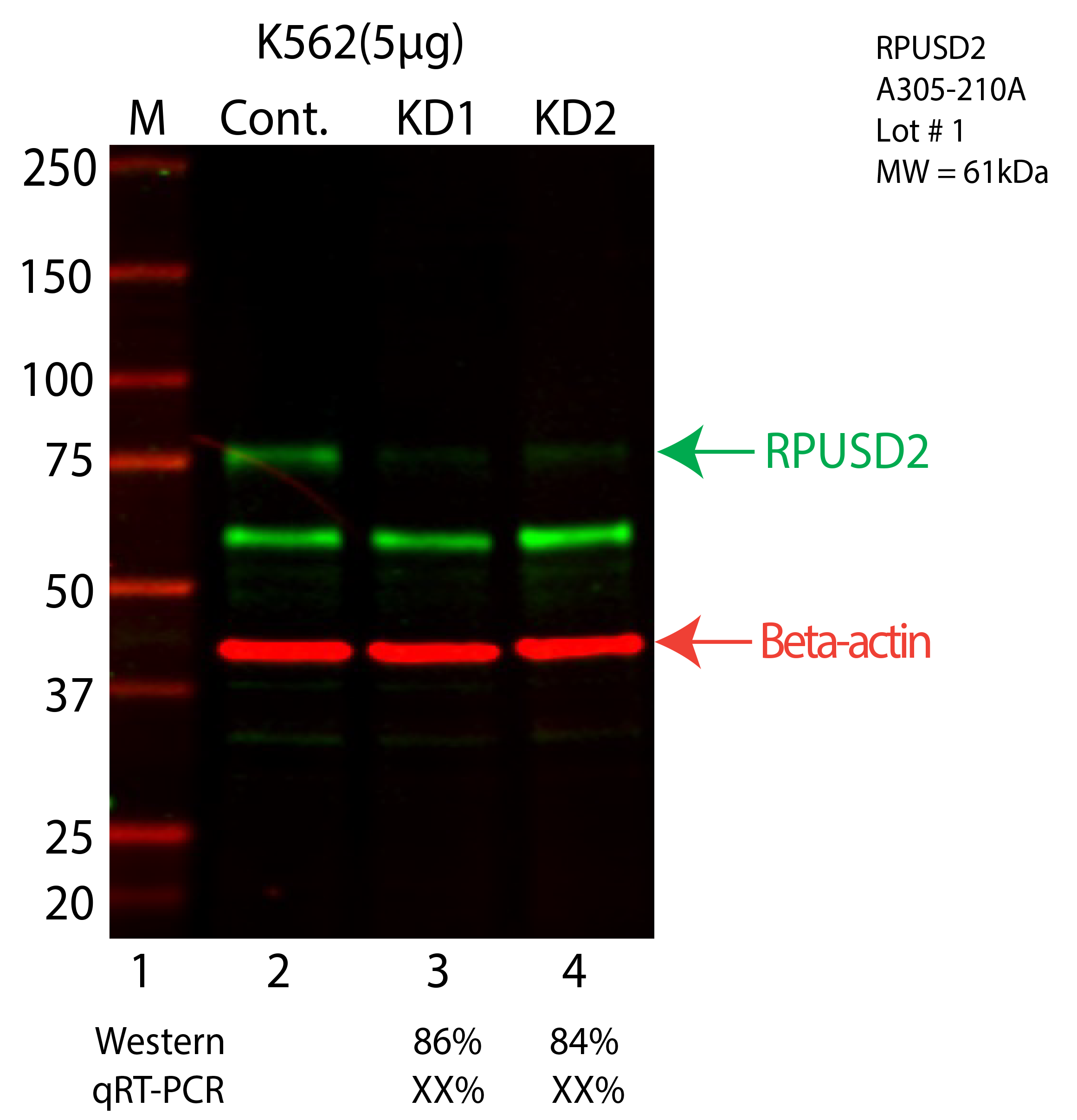 RPUSD2-K562-CRISPR-A305-210A.png<br>Caption: Western blot following CRISPR against RPUSD2 in K562 whole cell lysate using RPUSD2 specific antibody. Lane 1 is a ladder, lane 2 is K562 non-targeting control knockdown, lane 3 and 4 are two different CRISPR against RPUSD2. RPUSD2 protein appears as the green arrow, Beta-actin serves as a control and appears in red arrow.