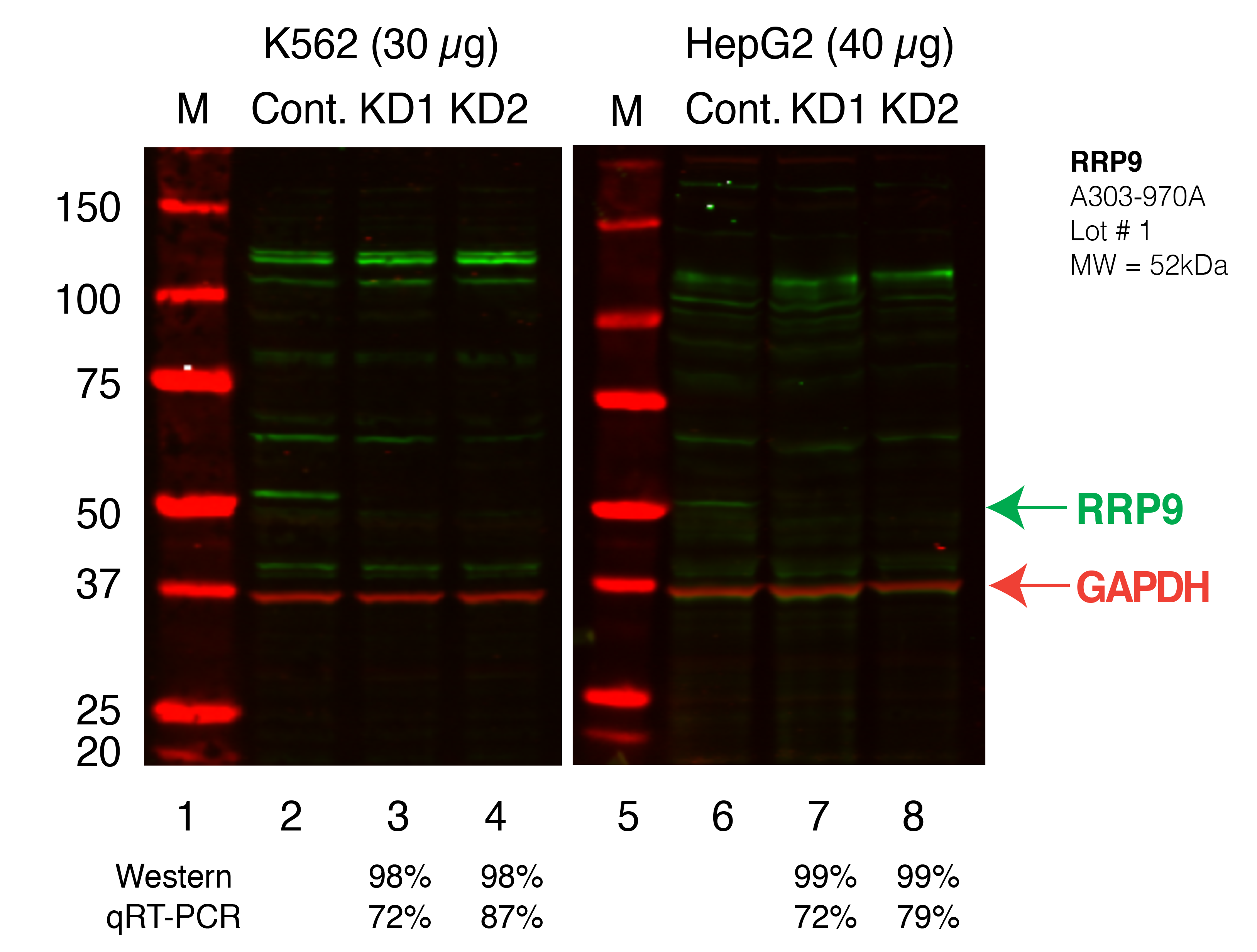 RRP9_Secondary_Western.png<br>Caption: Western blot following shRNA against RRP9 in K562 and HepG2 whole cell lysate using RRP9 specific antibody. Lane 1 is a ladder, lane 2 is K562 non-targeting control knockdown, lane 3 and 4 are two different shRNAs against RRP9. Lanes 5-8 follow the same pattern, but in HepG2. RRP9 protein appears as the green band, GAPDH serves as a control and appears in red.