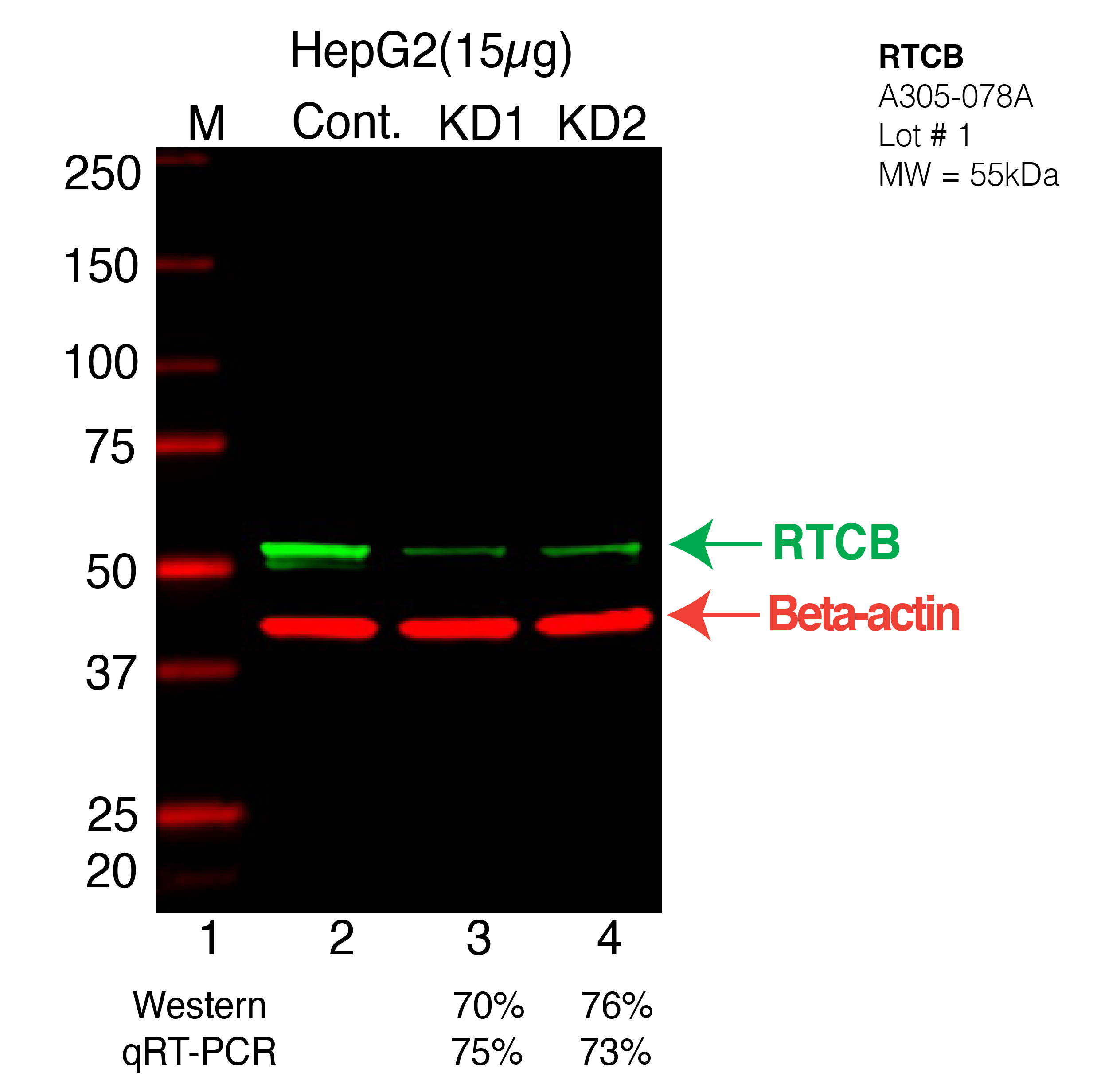 RTCB-HEPG2-CRISPR-A305-078A.png<br>Caption: Western blot following CRISPR against RTCB in HepG2 whole cell lysate using RTCB specific antibody. Lane 1 is a ladder, lane 2 is HepG2 non-targeting control knockdown, lane 3 and 4 are two different CRISPR against RTCB. RTCB protein appears as the green arrow, Beta-actin serves as a control and appears in red arrow.