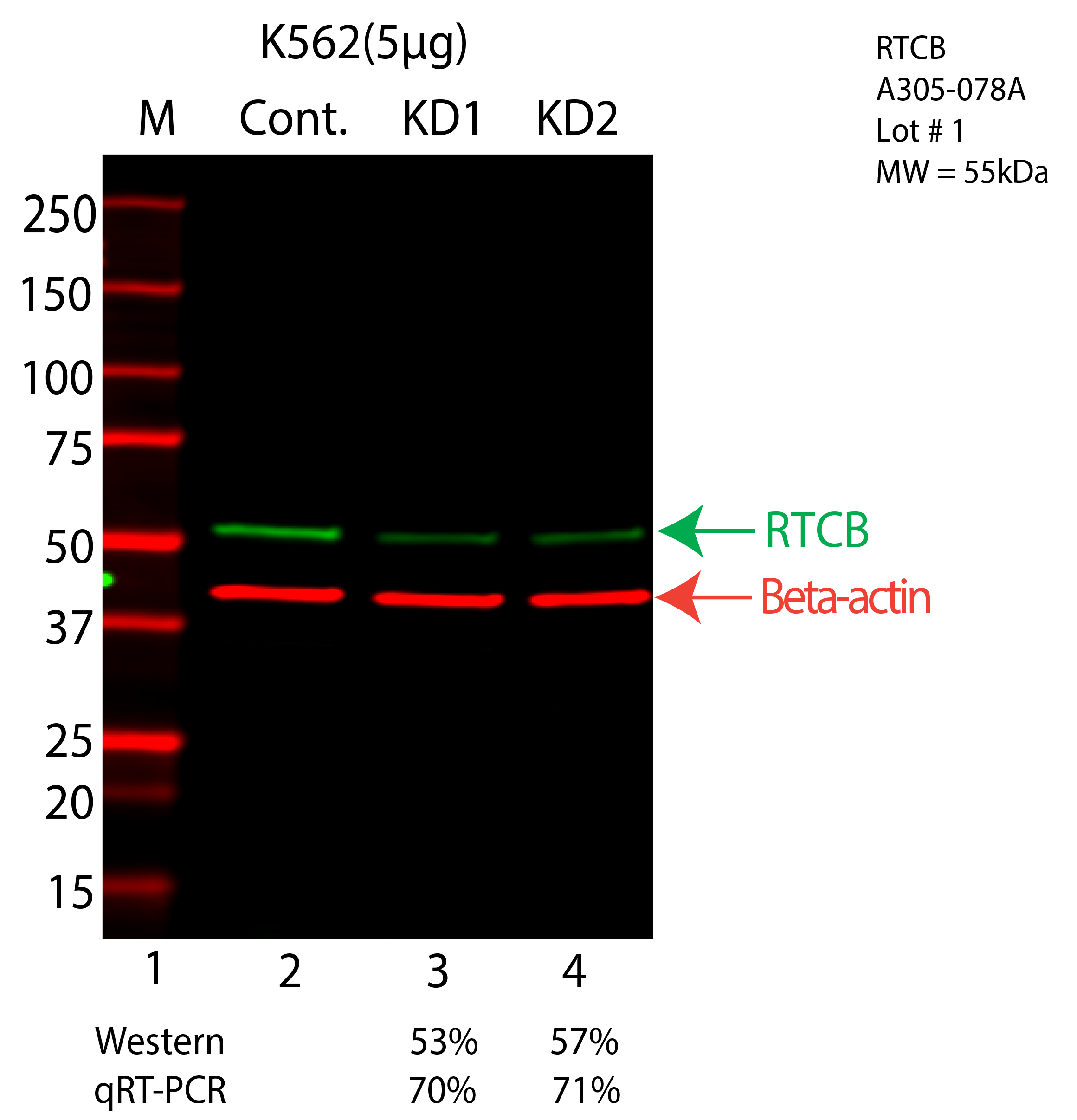 RTCB-K562-CRISPR-A305-078A.png<br>Caption: Western blot following CRISPR against RTCB in K562 whole cell lysate using RTCB specific antibody. Lane 1 is a ladder, lane 2 is K562 non-targeting control knockdown, lane 3 and 4 are two different CRISPR against RTCB. RTCB protein appears as the green arrow, Beta-actin serves as a control and appears in red arrow.