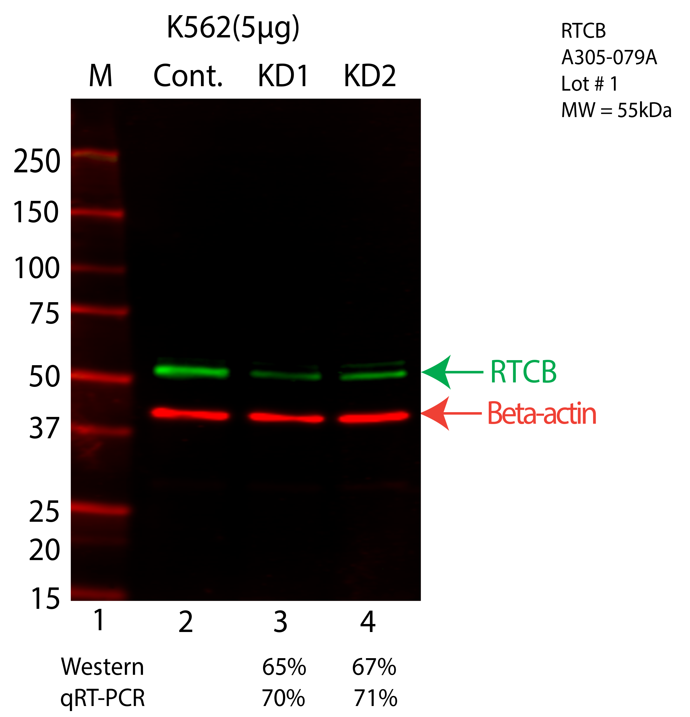 RTCB-K562-CRISPR-A305-079A.png<br>Caption: Western blot following CRISPR against RTCB in K562 whole cell lysate using RTCB specific antibody. Lane 1 is a ladder, lane 2 is K562 non-targeting control knockdown, lane 3 and 4 are two different CRISPR against RTCB. RTCB protein appears as the green arrow, Beta-actin serves as a control and appears in red arrow.