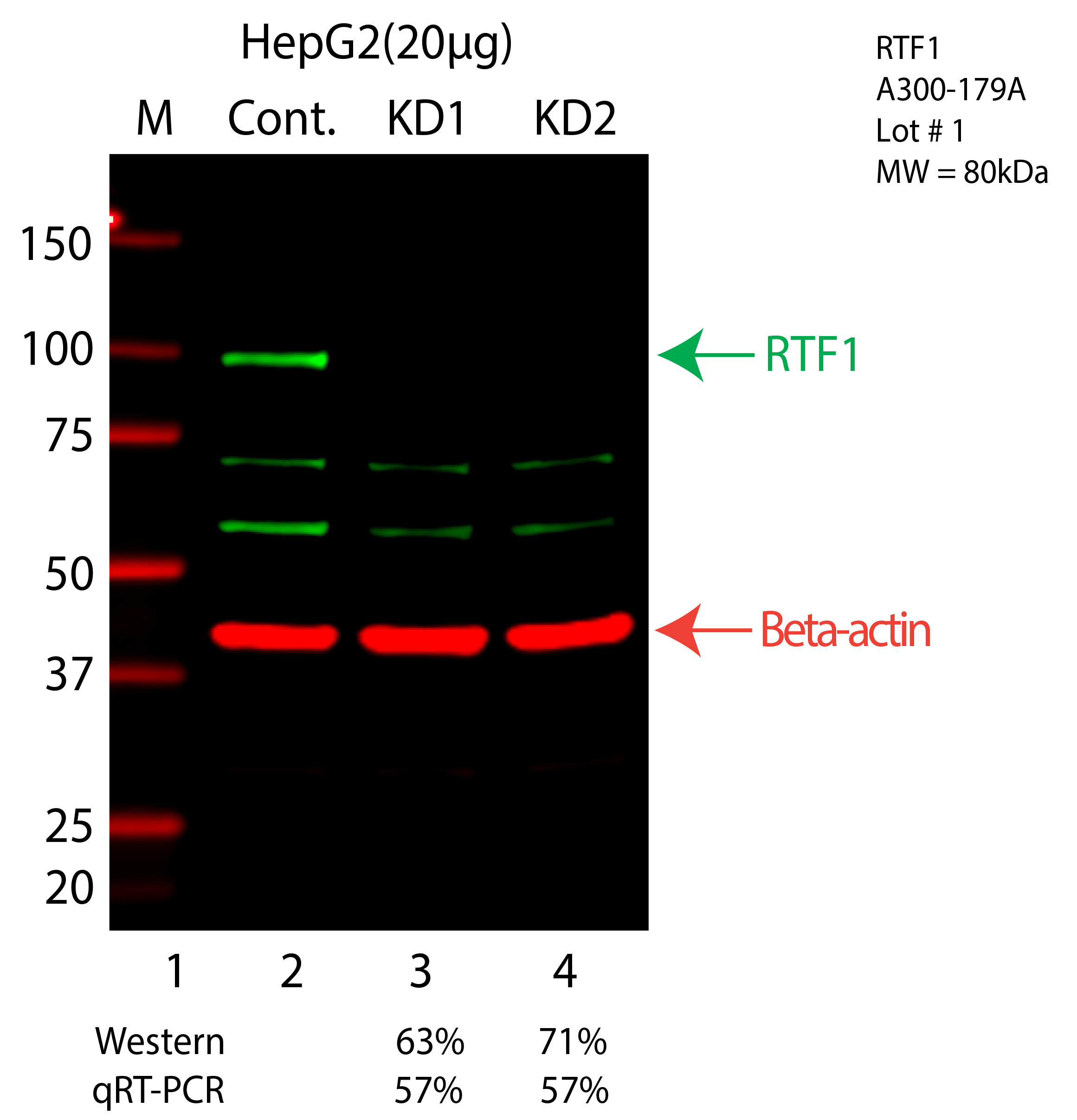 RTF1-HEPG2-A300-179A.png<br>Caption: Western blot following shRNA against RTF1 in HepG2 whole cell lysate using RTF1 specific antibody. Lane 1 is a ladder, lane 2 is HepG2 non-targeting control knockdown, lane 3 and 4 are two different shRNA against RTF1. RTF1 protein appears as the green arrow, Beta-actin serves as a control and appears in red arrow.