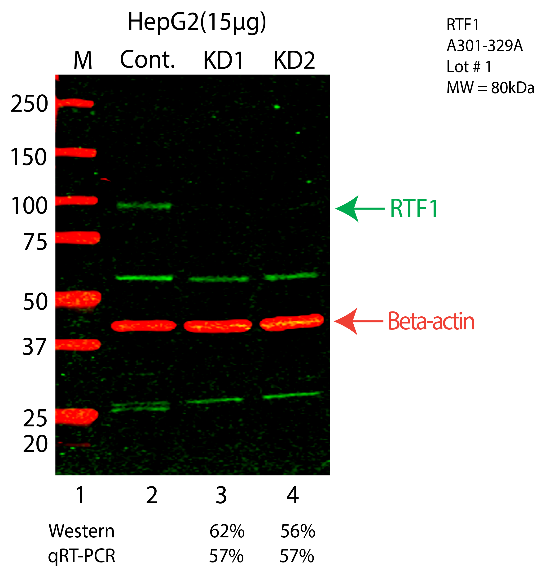 RTF1-HEPG2-A301-329A.png<br>Caption: Western blot following shRNA against RTF1 in HepG2 whole cell lysate using RTF1 specific antibody. Lane 1 is a ladder, lane 2 is HepG2 non-targeting control knockdown, lane 3 and 4 are two different shRNA against RTF1. RTF1 protein appears as the green arrow, Beta-actin serves as a control and appears in red arrow.