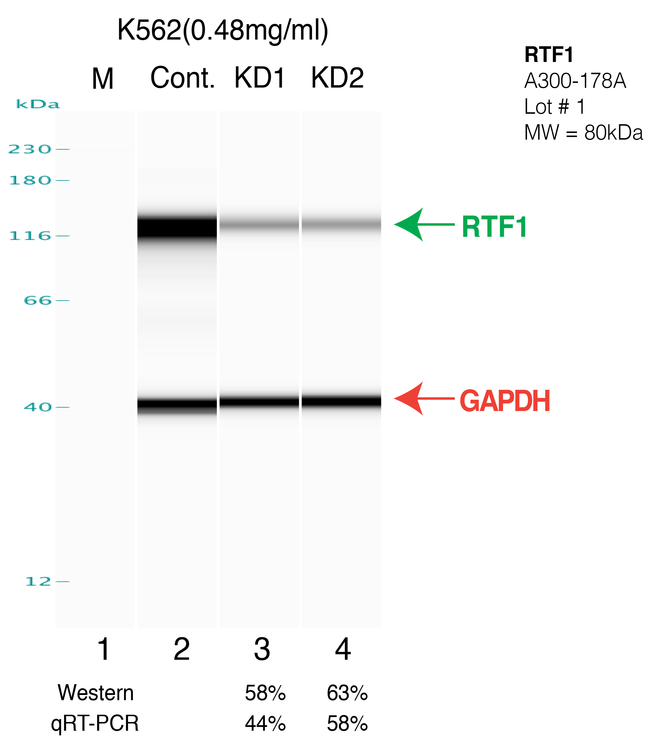 RTF1-K562.png<br>Caption: Western blot following shRNA against RTF1 in K562 whole cell lysate using RTF1 specific antibody. Lane 1 is a ladder, lane 2 is K562 non-targeting control knockdown, lane 3 and 4 are two different shRNAs against RTF1. RTF1 protein appears as the green arrow, GAPDH serves as a control and appears in red arrow.