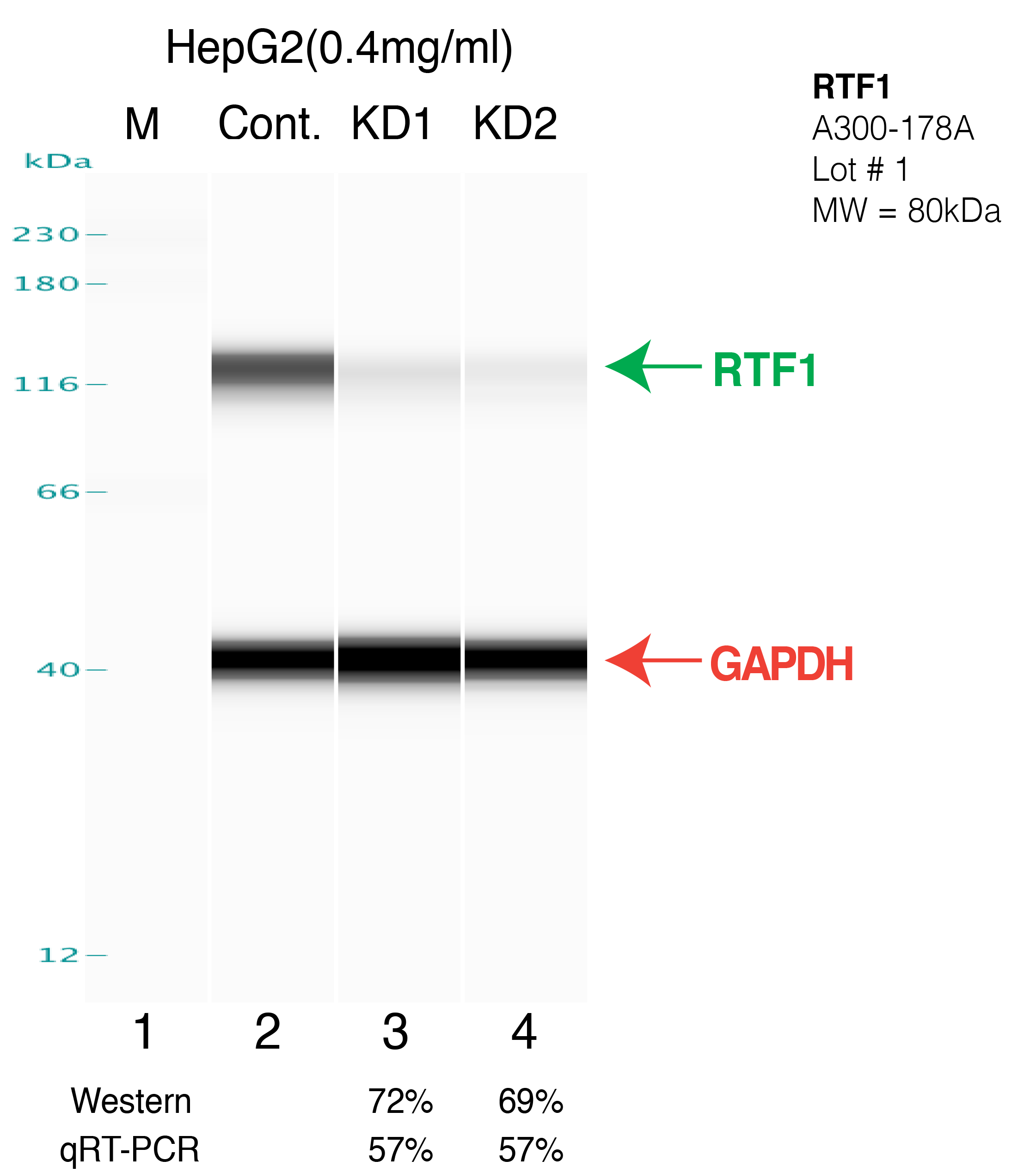 RTF1-hepg2.png<br>Caption: Western blot following shRNA against RTF1 in HepG2 whole cell lysate using RTF1 specific antibody. Lane 1 is a ladder, lane 2 is HepG2 non-targeting control knockdown, lane 3 and 4 are two different shRNAs against RTF1. RTF1 protein appears as the green arrow, GAPDH serves as a control and appears in red arrow.