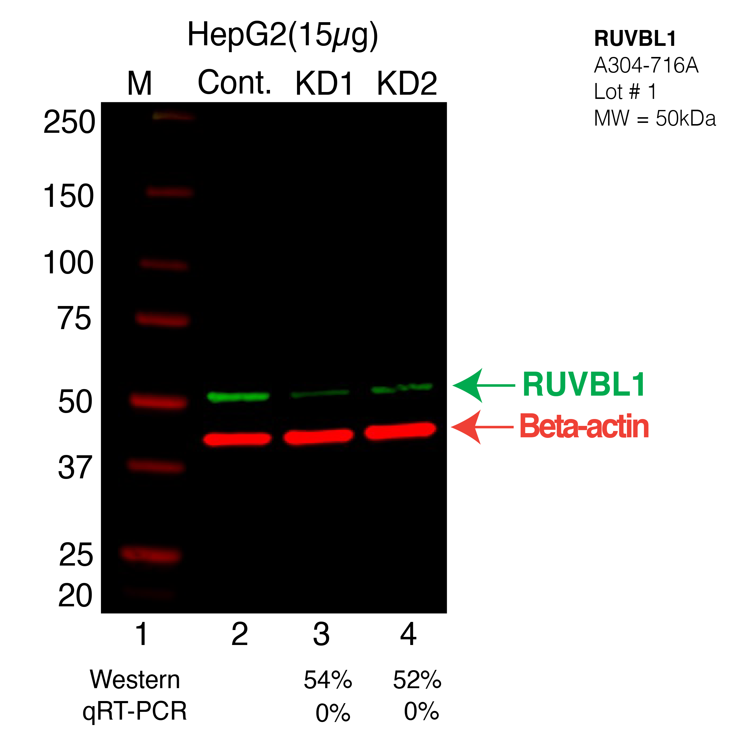 RUVBL1-HEPG2-CRISPR-A304-716A.png<br>Caption: Western blot following CRISPR against RUVBL1 in HepG2 whole cell lysate using RUVBL1 specific antibody. Lane 1 is a ladder, lane 2 is HepG2 non-targeting control knockdown, lane 3 and 4 are two different CRISPR against RUVBL1. RUVBL1 protein appears as the green arrow, Beta-actin serves as a control and appears in red arrow.