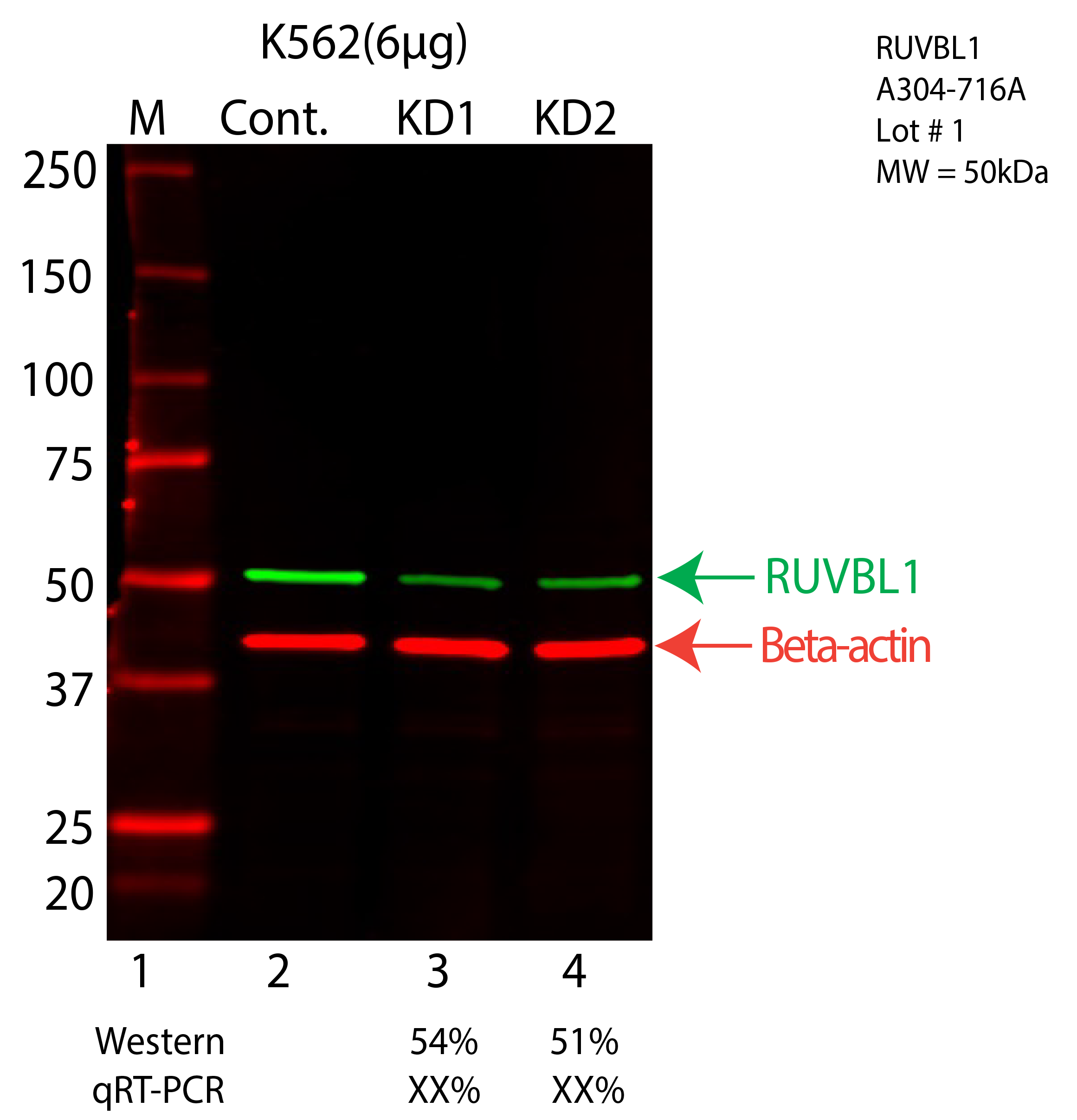 RUVBL1-K562-CRISPR-A304-716A.png<br>Caption: Western blot following CRISPR against RUVBL1 in K562 whole cell lysate using RUVBL1 specific antibody. Lane 1 is a ladder, lane 2 is K562 non-targeting control knockdown, lane 3 and 4 are two different CRISPR against RUVBL1. RUVBL1 protein appears as the green arrow, Beta-actin serves as a control and appears in red arrow.