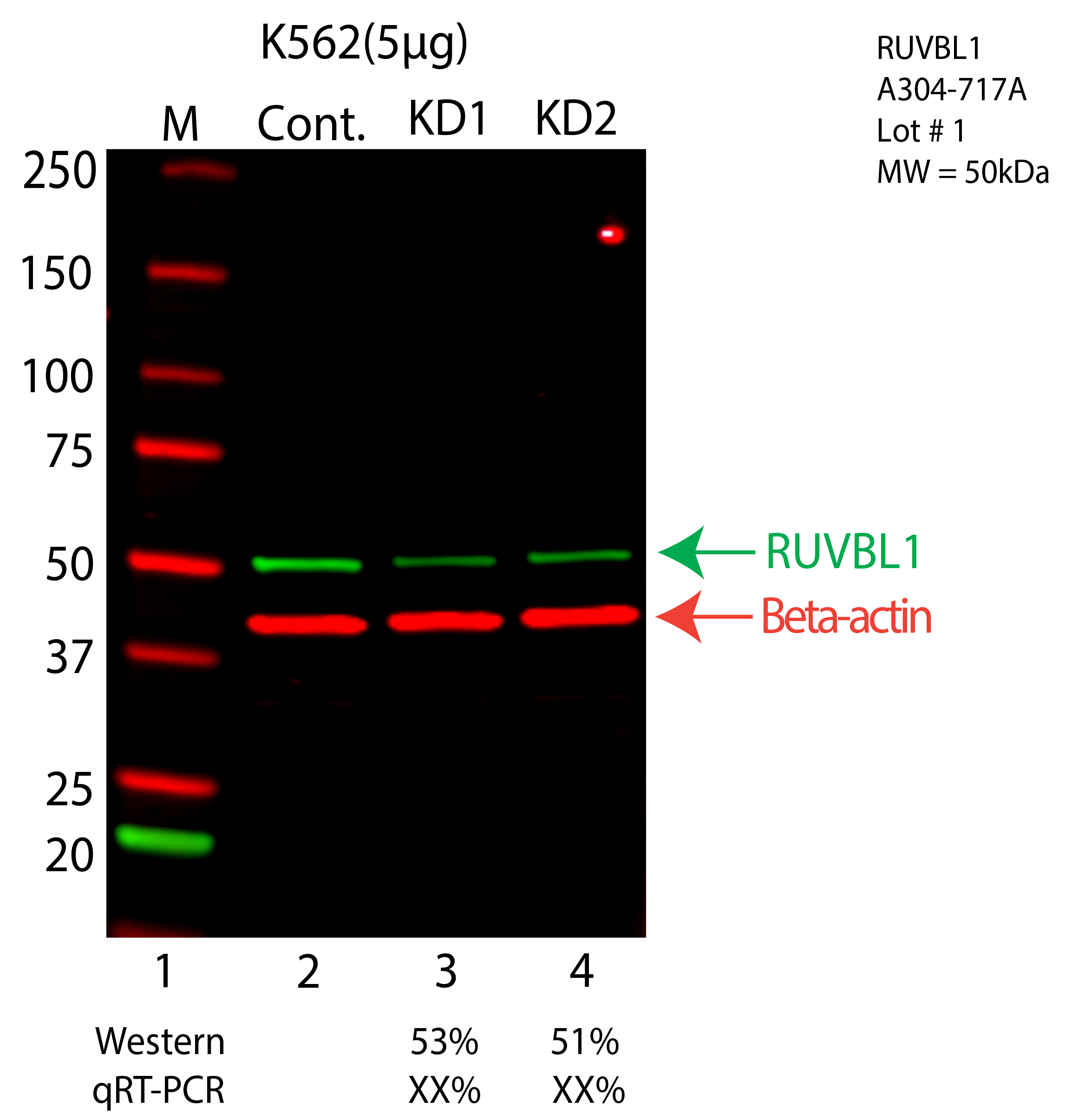 RUVBL1-K562-CRISPR-A304-717A.png<br>Caption: Western blot following CRISPR against RUVBL1 in K562 whole cell lysate using RUVBL1 specific antibody. Lane 1 is a ladder, lane 2 is K562 non-targeting control knockdown, lane 3 and 4 are two different CRISPR against RUVBL1. RUVBL1 protein appears as the green arrow, Beta-actin serves as a control and appears in red arrow.