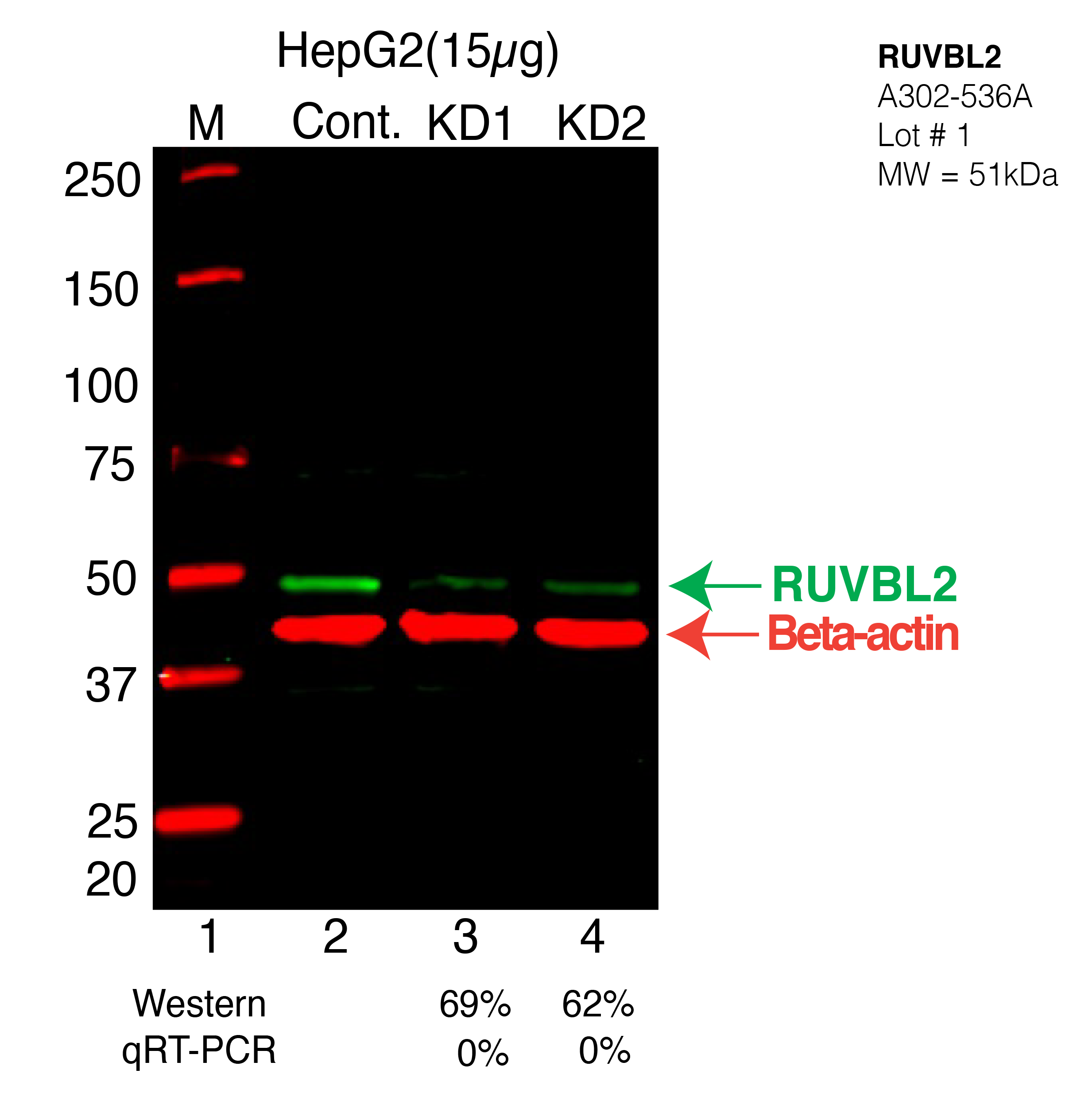 RUVBL2-HEPG2-CRISPR-A302-536A.png<br>Caption: Western blot following CRISPR against RUVBL2 in HepG2 whole cell lysate using RUVBL2 specific antibody. Lane 1 is a ladder, lane 2 is HepG2 non-targeting control knockdown, lane 3 and 4 are two different CRISPR against RUVBL2. RUVBL2 protein appears as the green arrow, Beta-actin serves as a control and appears in red arrow.