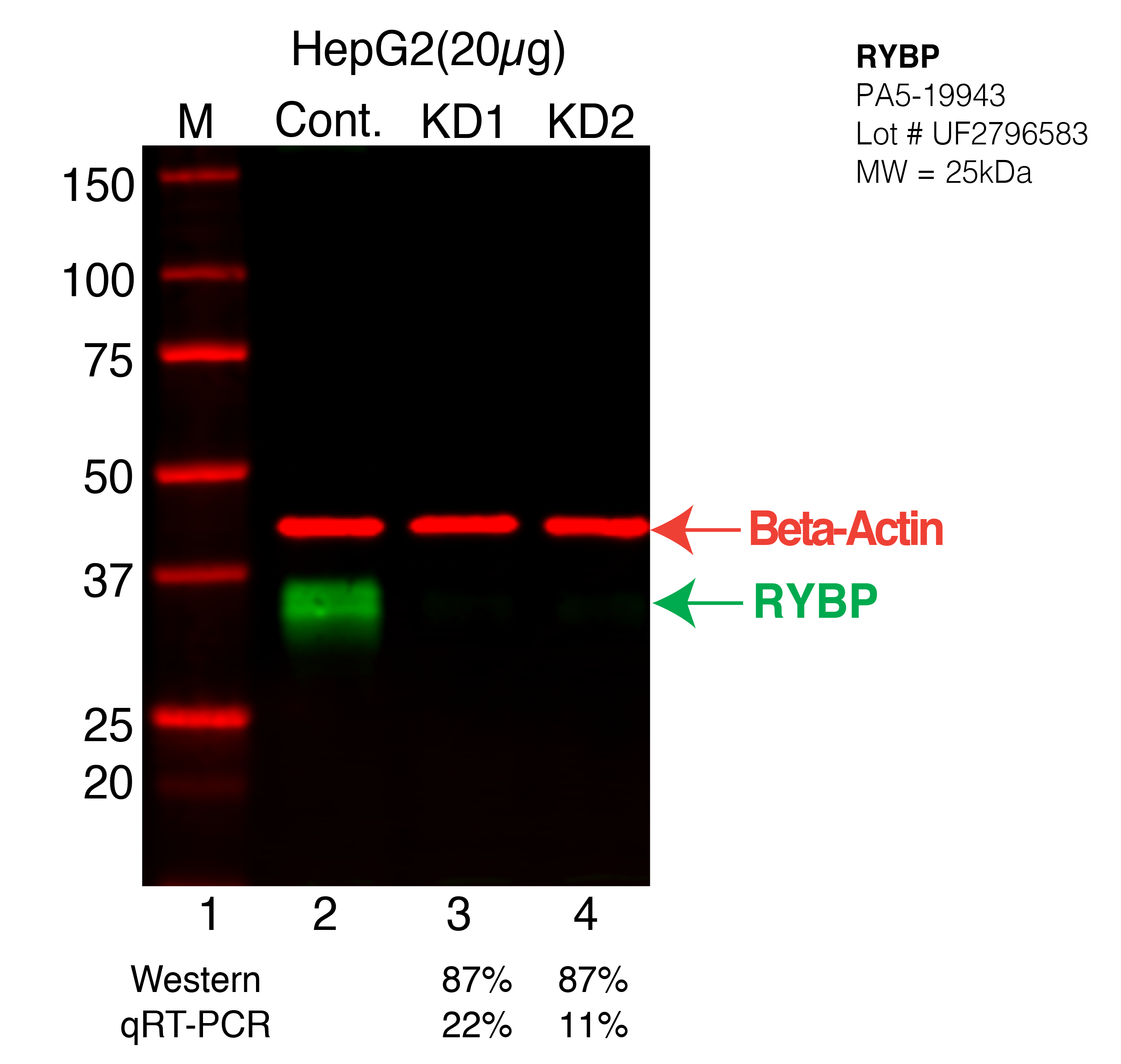 RYBP-HEPG2-CRISPR-PA5-19943.png<br>Caption: Western blot following CRISPR against RYBP in HepG2 whole cell lysate using RYBP specific antibody. Lane 1 is a ladder, lane 2 is HepG2 non-targeting control knockdown, lane 3 and 4 are two different CRISPR against RYBP. RYBP protein appears as the green arrow, Beta-actin serves as a control and appears in red arrow.