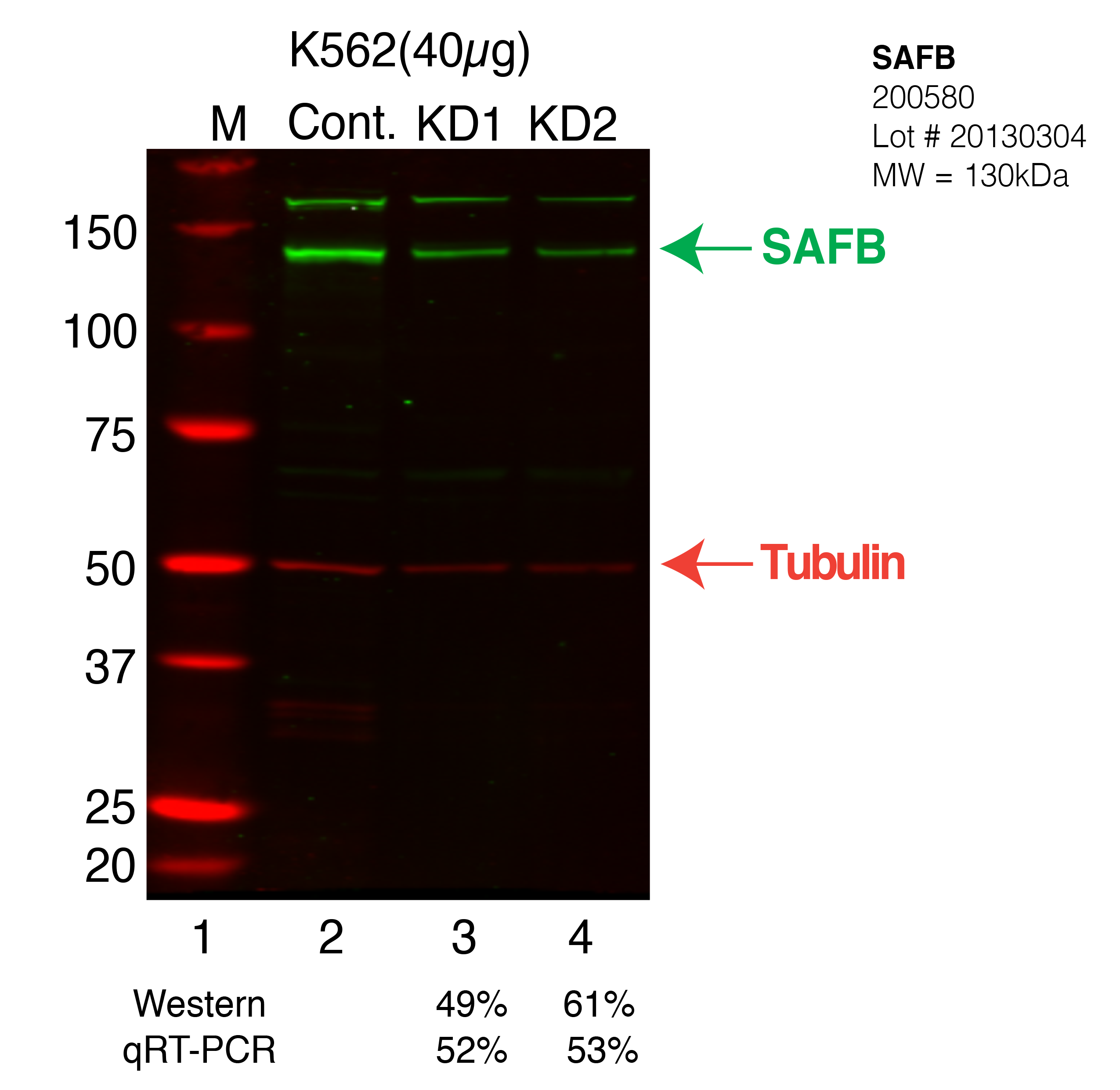 SAFB-CRISPR-K562.png<br>Caption: Western blot following CRISPR against SAFBSAFB specific antibody. Lane 1 is a ladder, lane 2 is K562 non-targeting control knockdown, lane 3 and 4 are two different CRISPR against SAFB.SAFB protein appears as the green band, Tubulin serves as a control and appears in red.