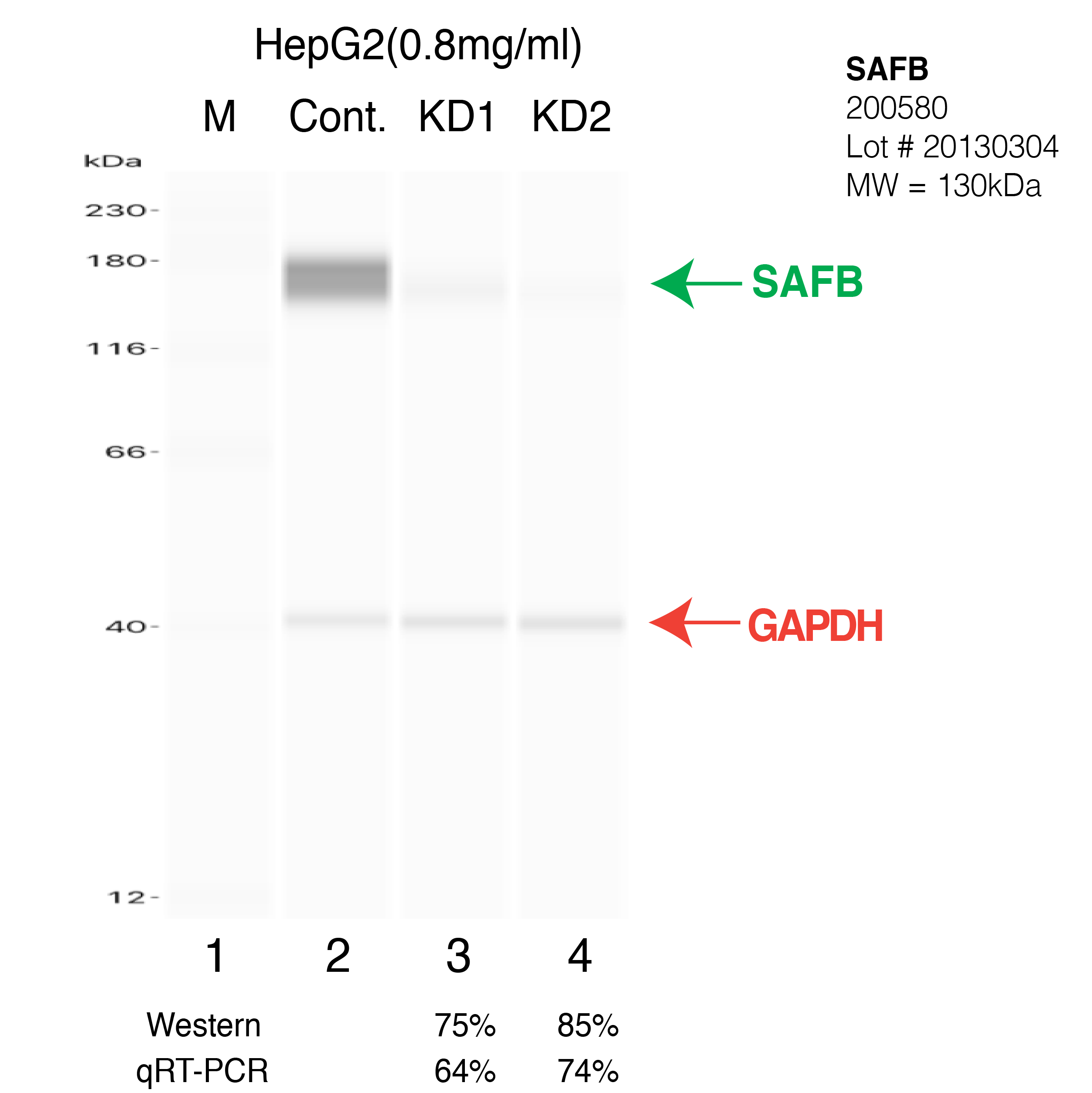 SAFB-HEPG2-CRISPR.png<br>Caption: Western blot following CRISPR against SAFB in HepG2 whole cell lysate using SAFB specific antibody. Lane 1 is a ladder, lane 2 is HepG2 non-targeting control knockdown, lane 3 and 4 are two different CRISPR against SAFB.SAFB protein appears as the green arrow, GAPDH serves as a control and appears in red arrow.