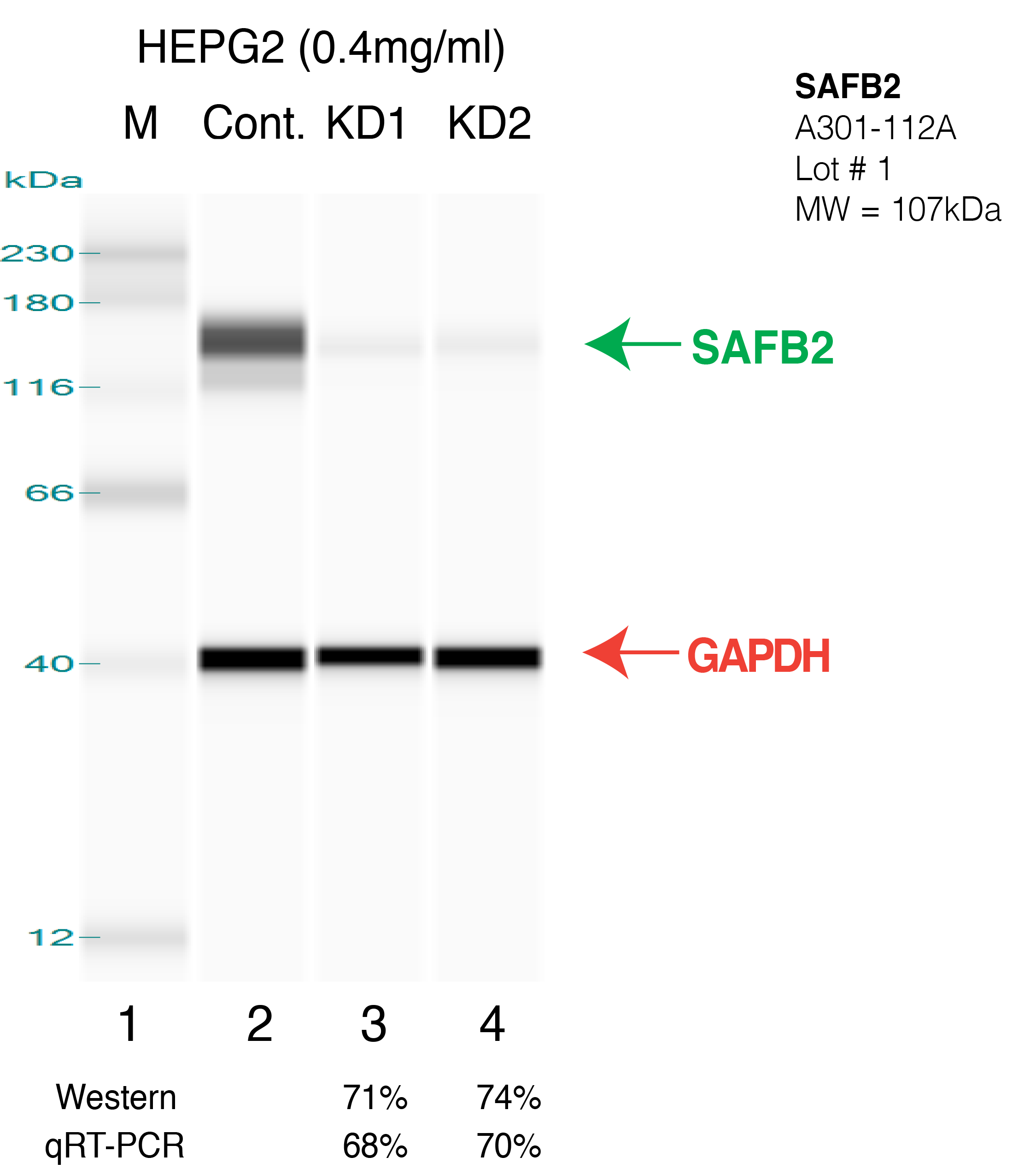 SAFB2-HEPG2.png<br>Caption: Western blot following shRNA against SAFB2 in HepG2 whole cell lysate using SAFB2 specific antibody. Lane 1 is a ladder, lane 2 is HepG2 non-targeting control knockdown, lane 3 and 4 are two different shRNAs against SAFB2. SAFB2 protein appears as the green arrow, GAPDH serves as a control and appears in red arrow.