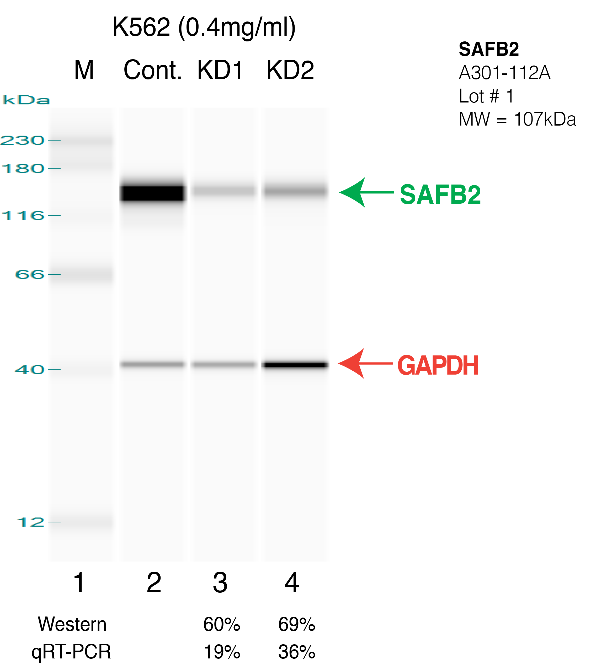 SAFB2-K562.png<br>Caption: Western blot following shRNA against SAFB2 in K562 whole cell lysate using SAFB2 specific antibody. Lane 1 is a ladder, lane 2 is K562 non-targeting control knockdown, lane 3 and 4 are two different shRNAs against SAFB2. SAFB2 protein appears as the green arrow, GAPDH serves as a control and appears in red arrow.