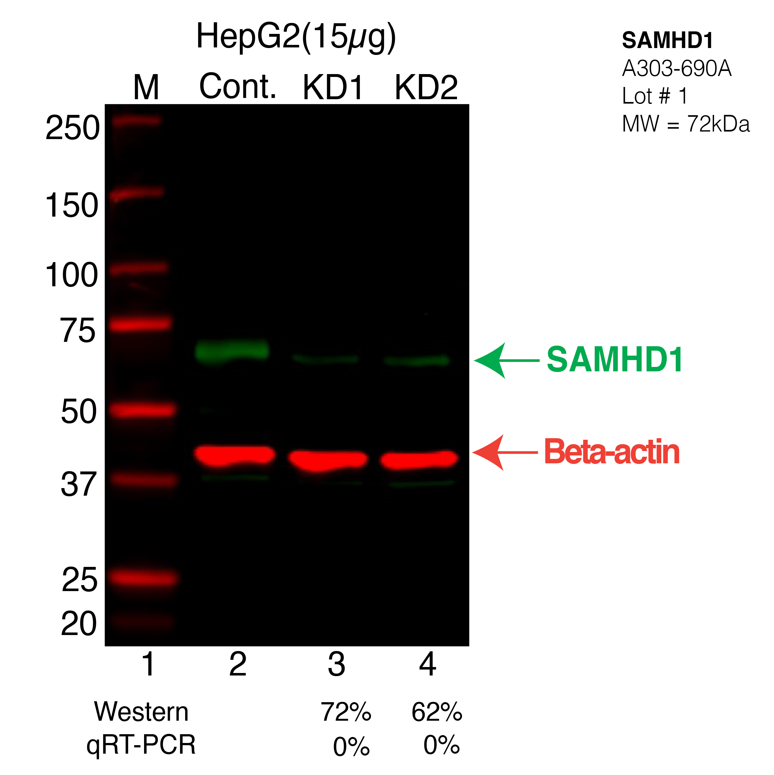 SAMHD1-HEPG2-CRISPR-A303-690A.png<br>Caption: Western blot following CRISPR against SAMHD1 in HepG2 whole cell lysate using SAMHD1 specific antibody. Lane 1 is a ladder, lane 2 is HepG2 non-targeting control knockdown, lane 3 and 4 are two different CRISPR against SAMHD1. SAMHD1 protein appears as the green arrow, Beta-actin serves as a control and appears in red arrow.