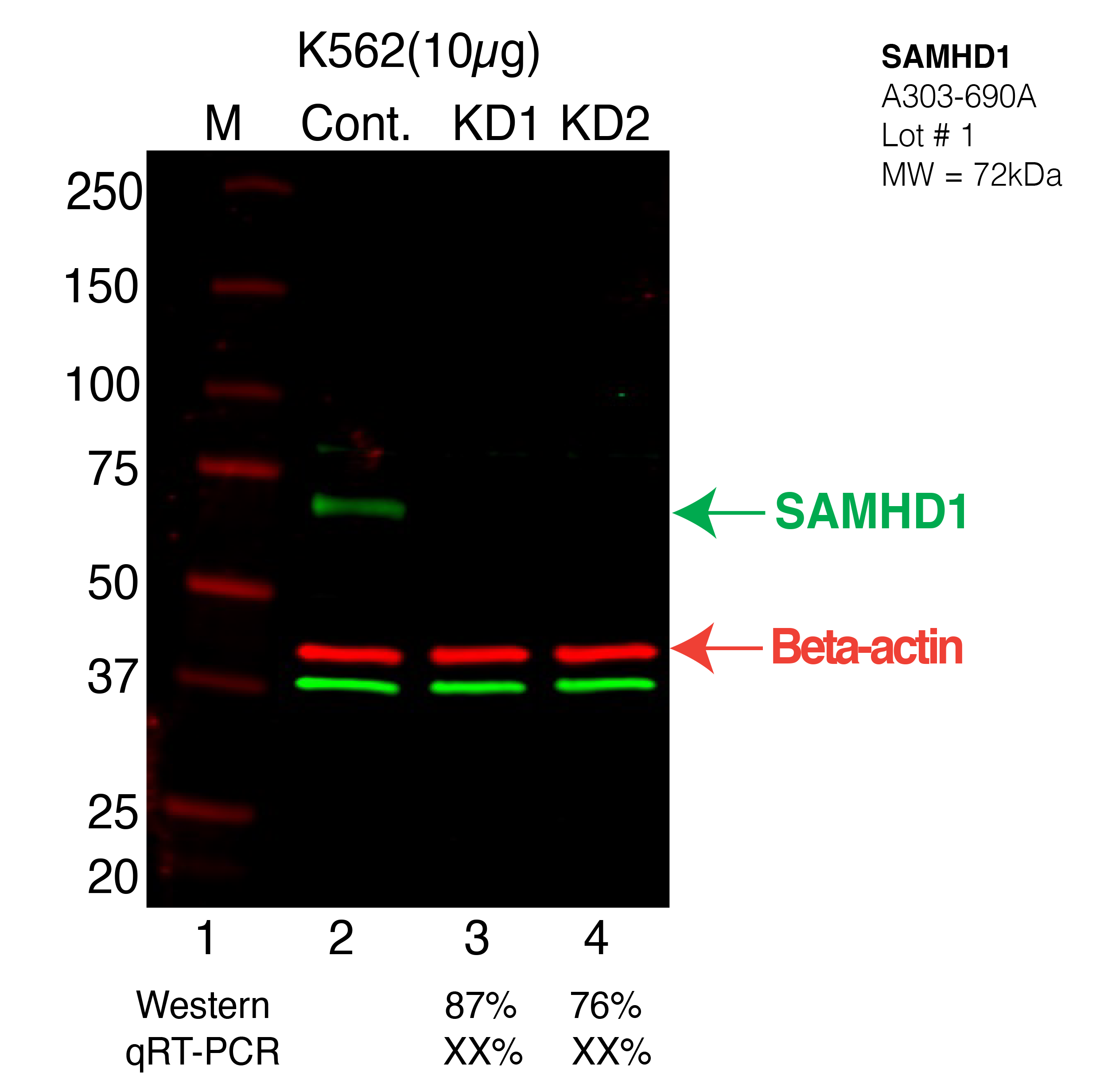 SAMHD1-K562-CRISPR-A303-690A.png<br>Caption: Western blot following CRISPR against SAMHD1 in K562 whole cell lysate using SAMHD1 specific antibody. Lane 1 is a ladder, lane 2 is K562 non-targeting control knockdown, lane 3 and 4 are two different CRISPR against SAMHD1. SAMHD1 protein appears as the green arrow, Beta-actin serves as a control and appears in red arrow.